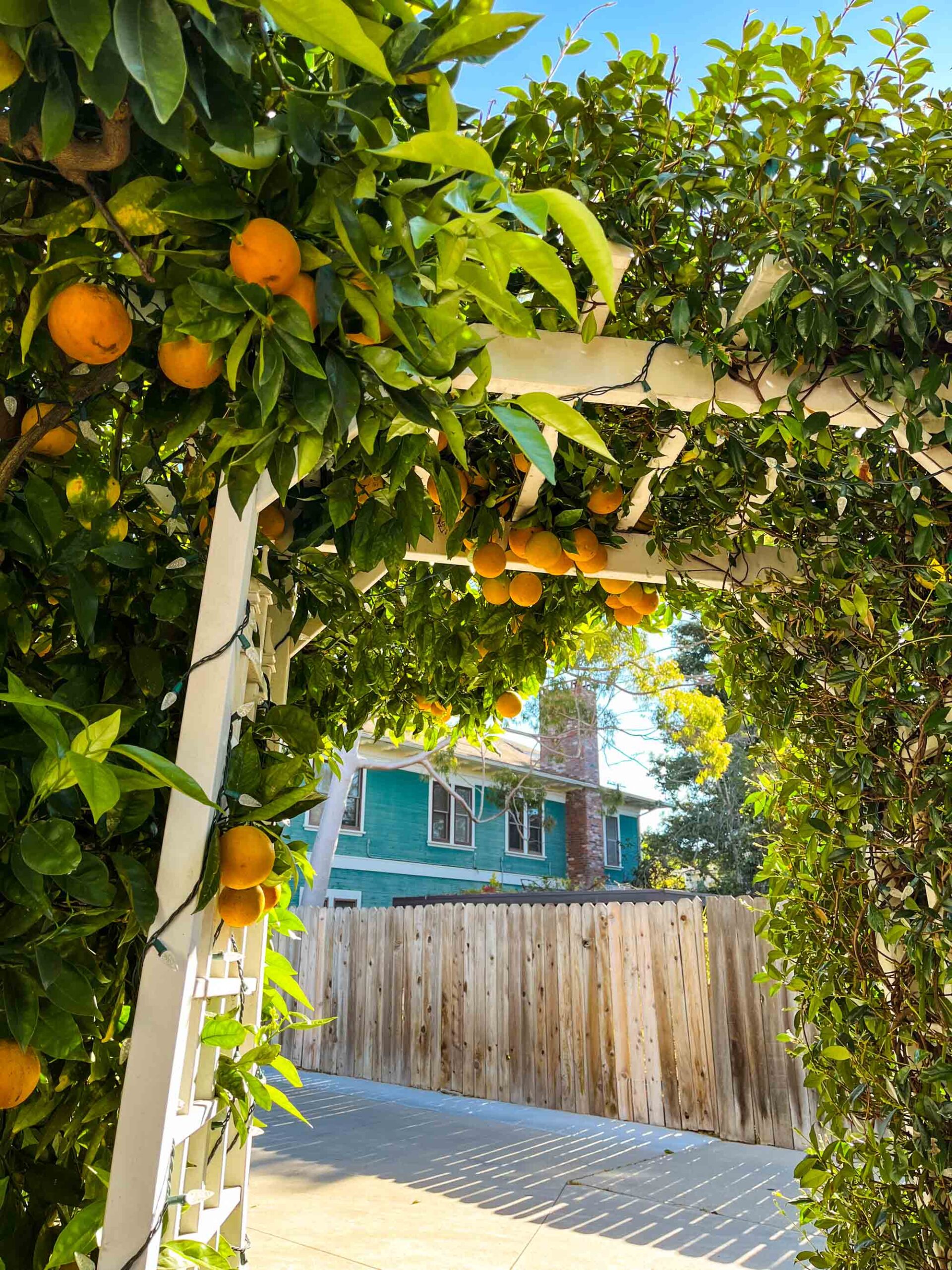 Citrus Trellis at the Bath Street Inn Santa Barbara | Photography by Carla Gabriel Garcia