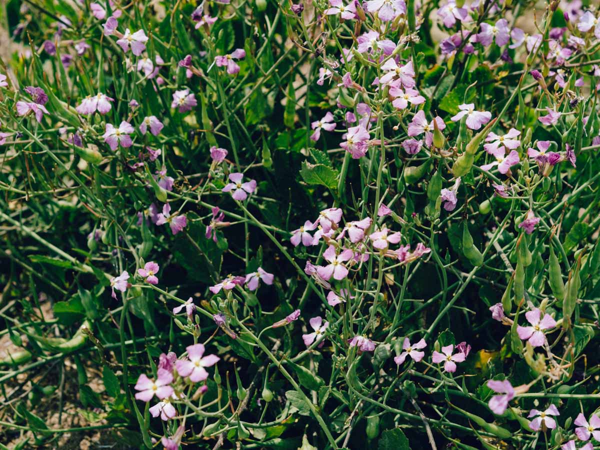 Beachside Florals | Francis Beach | Half Moon Bay, California | Carla Gabriel Garcia