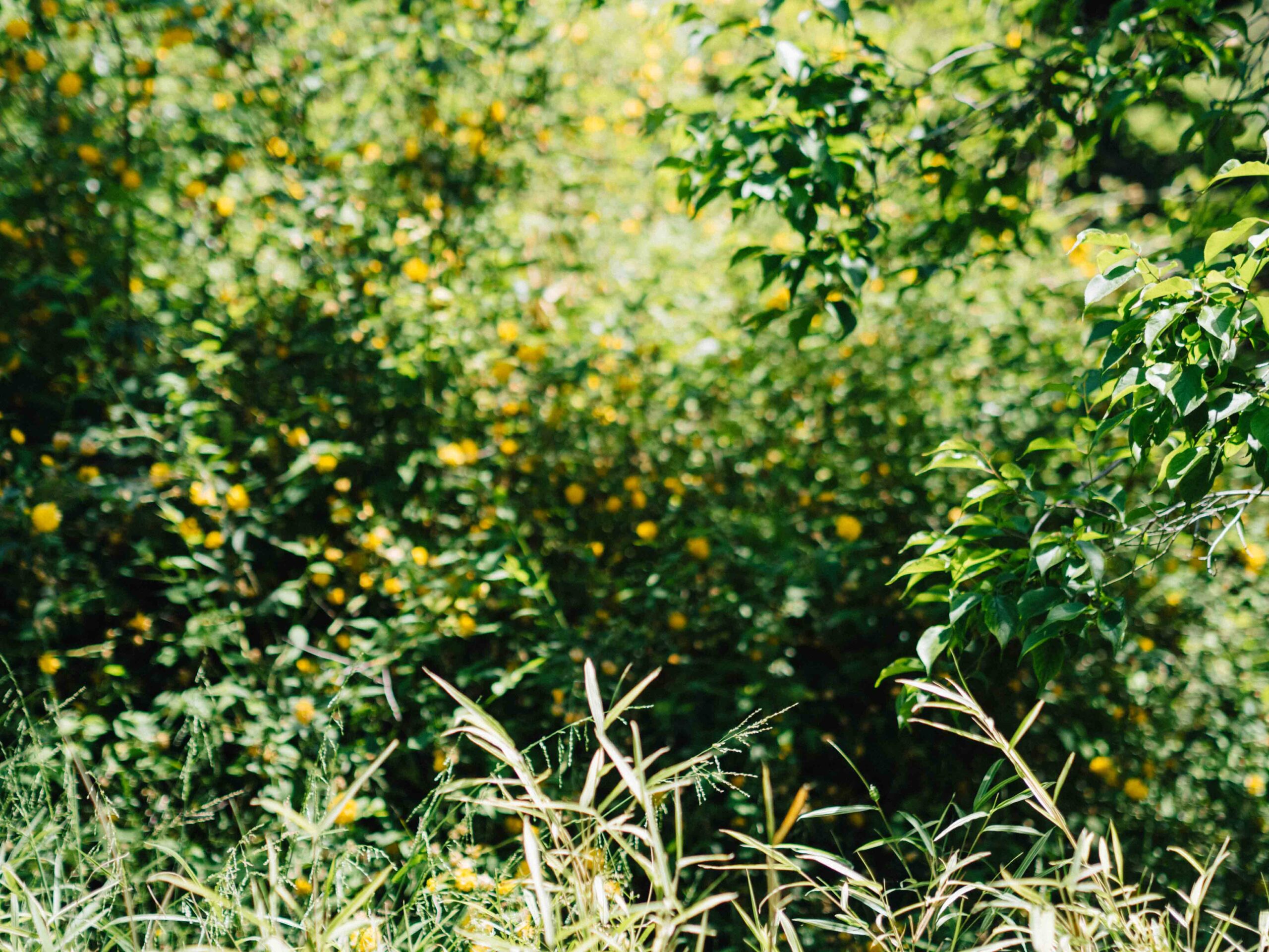 Botanical bokeh | Japanese Garden | Huntington Library | Carla Gabriel Garcia