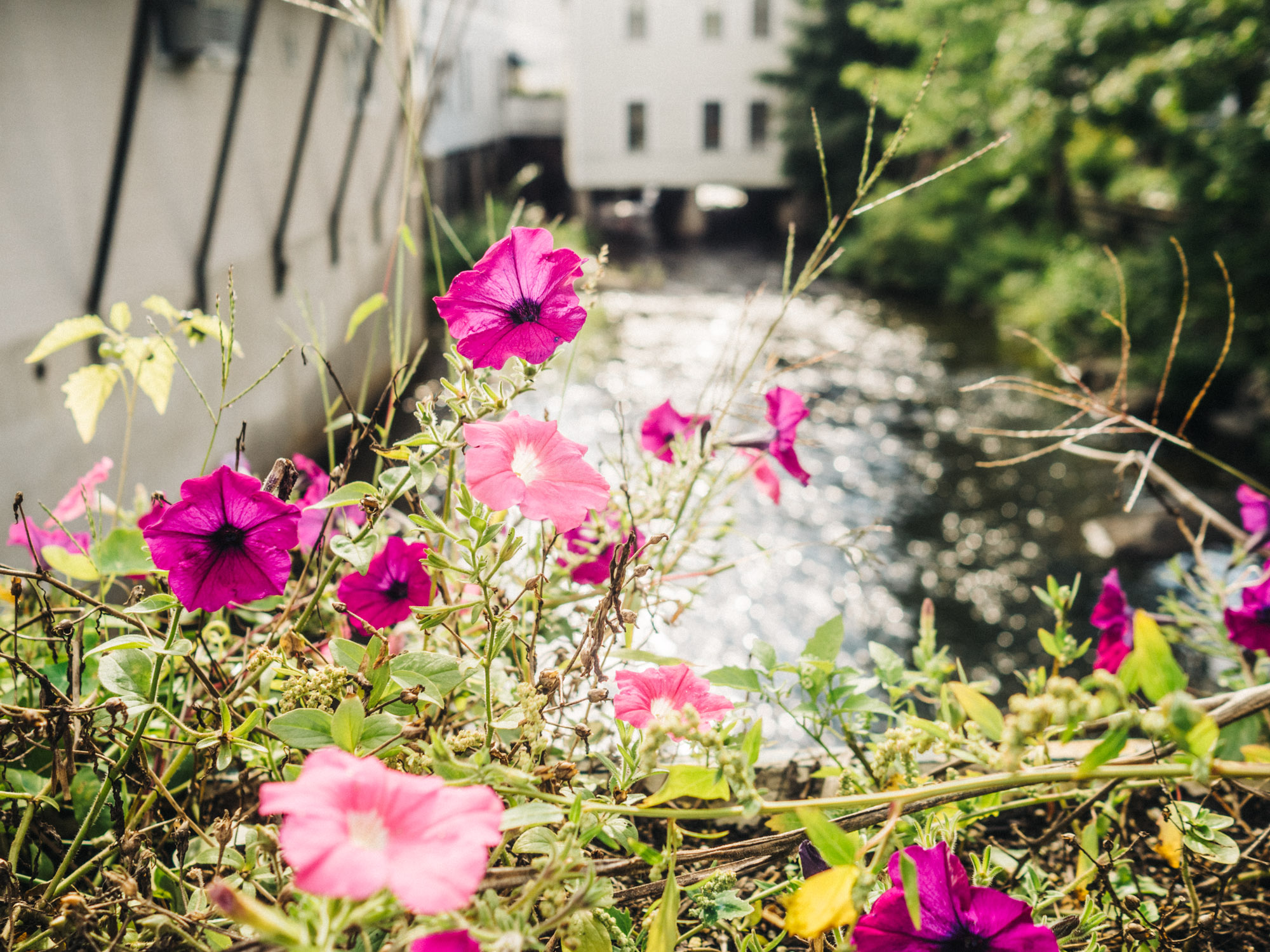 Camden River Footbridge | Maine | Photography by Carla Gabriel Garcia