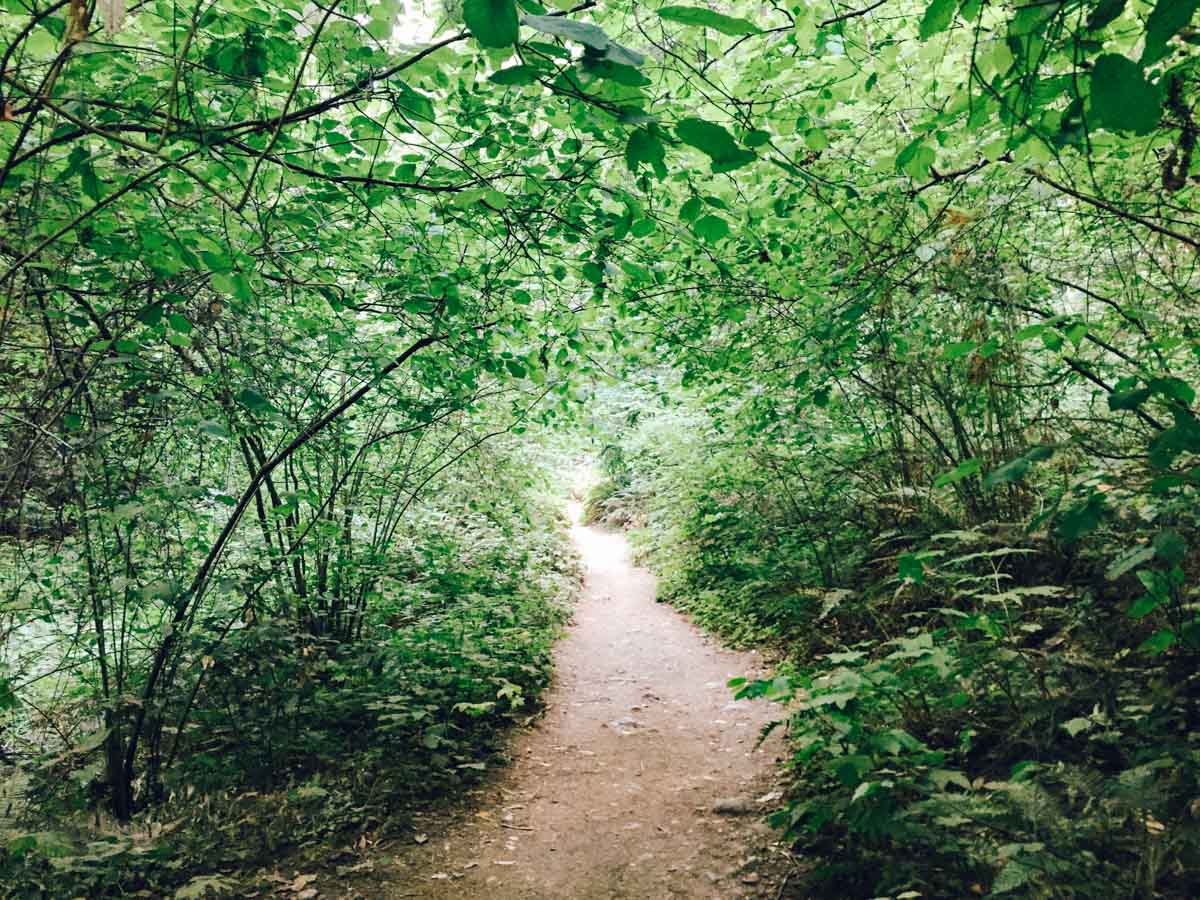 Henry Cowell State Park | Carla Gabriel Garcia