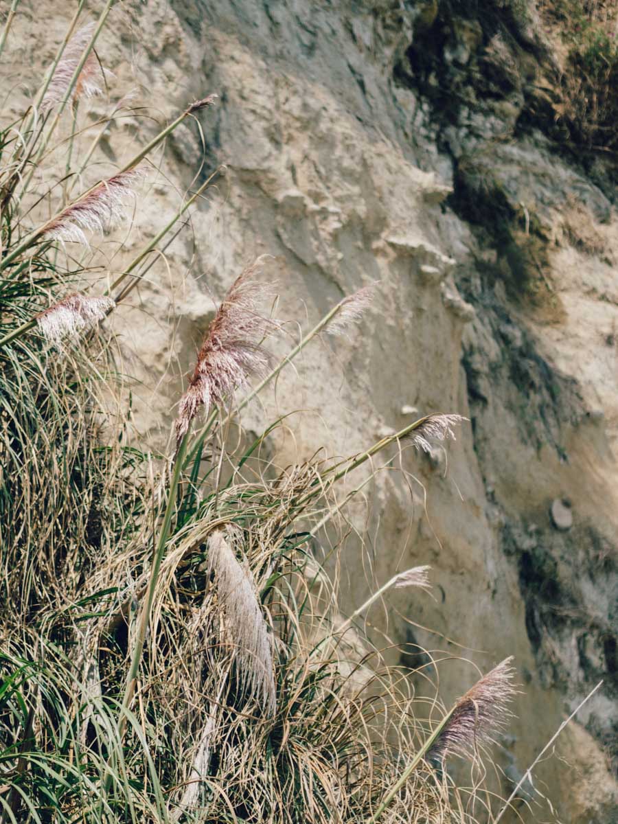 Cliff plant life | Capitola Beach, California | Carla Gabriel Garcia