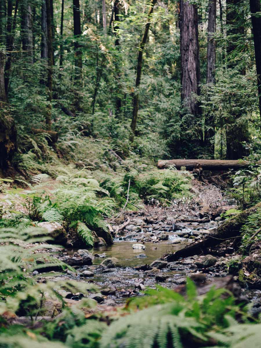 Creek | Henry Cowell State Park | Carla Gabriel Garcia