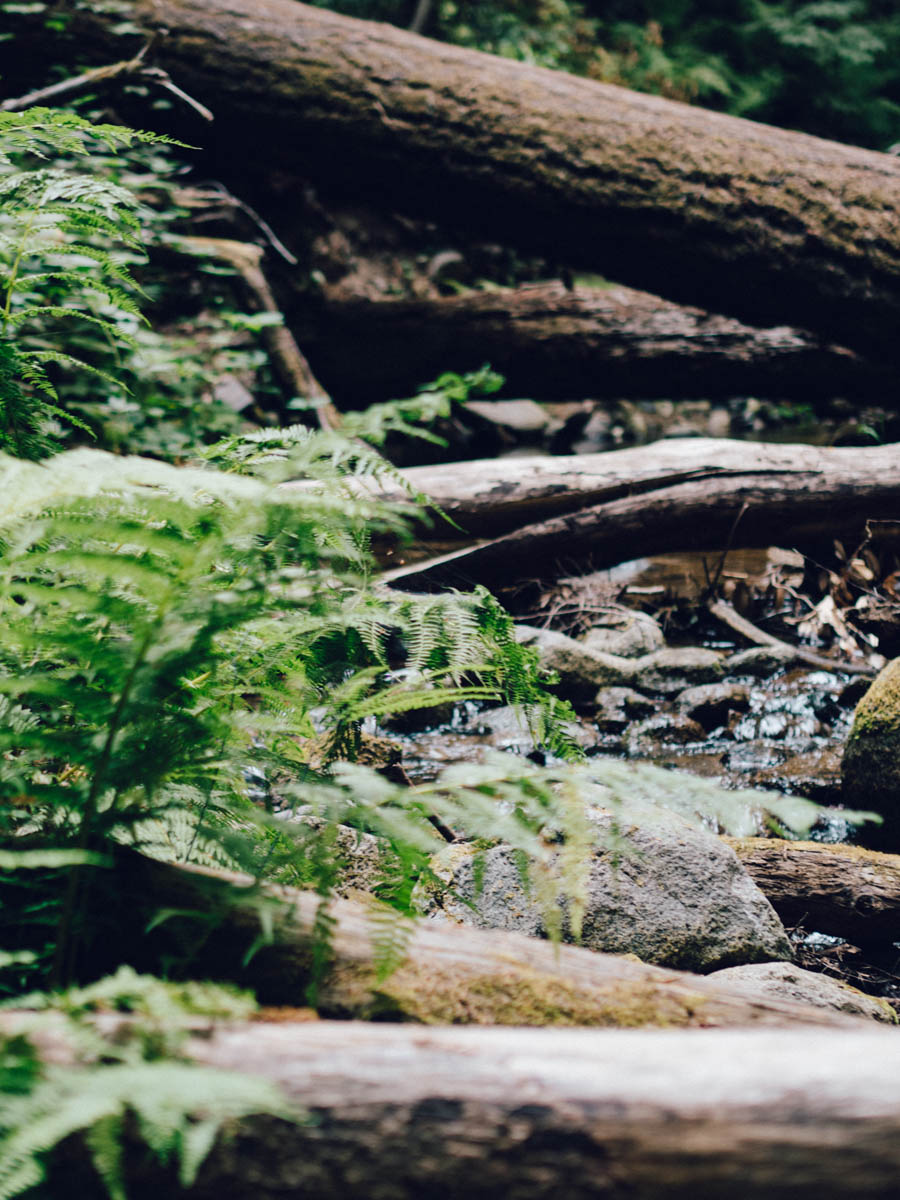 Henry Cowell State Park | Carla Gabriel Garcia