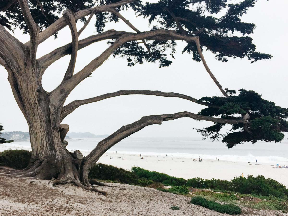 Cypress tree beach view | Carmel Beach | Carla Gabriel Garcia