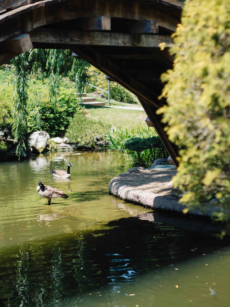Duck under the bridge | Japanese Garden | Huntington Library | Carla Gabriel Garcia