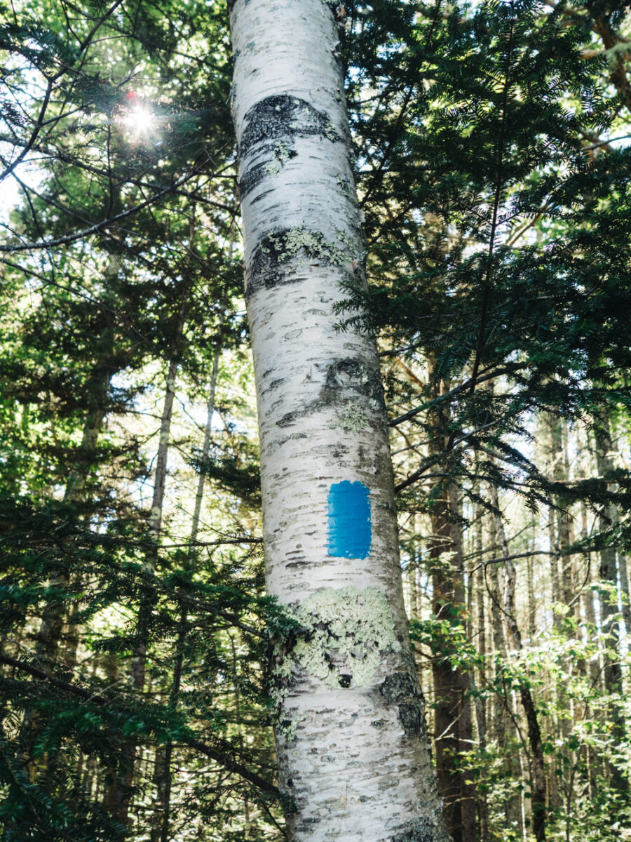 Blue Trail marking | Fernald's Neck Preserve | Maine | Carla Gabriel Garcia