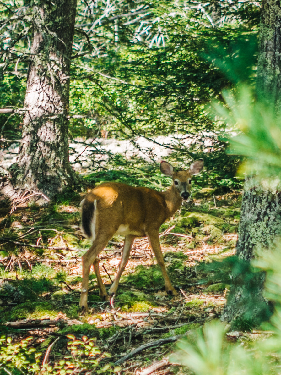 deer sighting | Fernald's Neck Preserve | Maine | Carla Gabriel Garcia