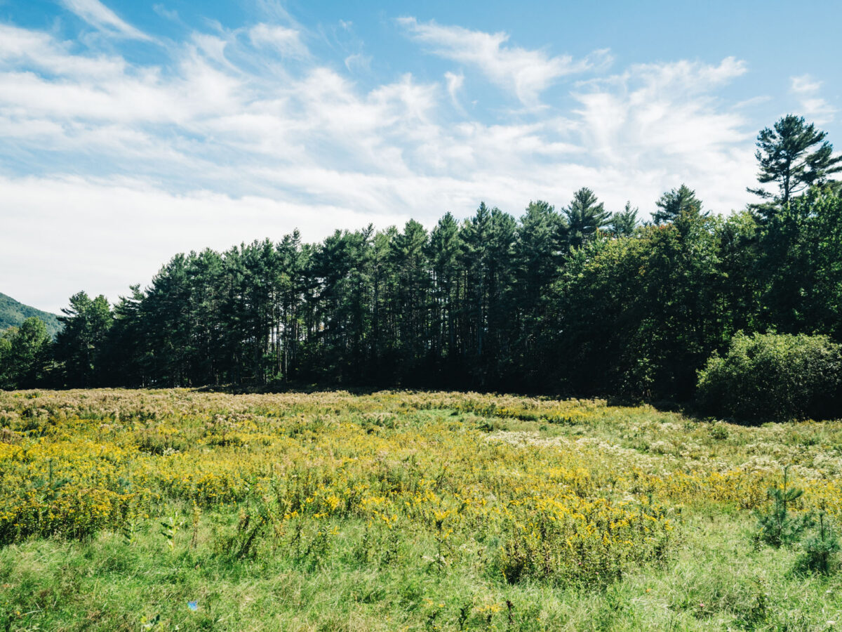 Entrance field | Fernald's Neck Preserve | Maine | Carla Gabriel Garcia