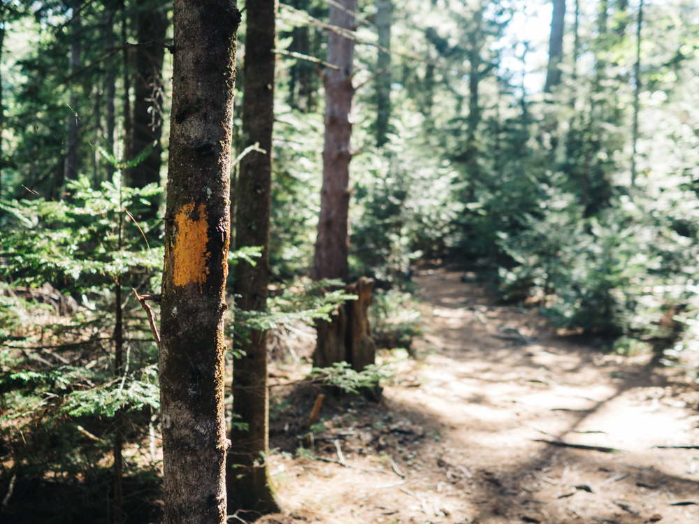 Orange Trail marking | Fernald's Neck Preserve | Maine | Carla Gabriel Garcia