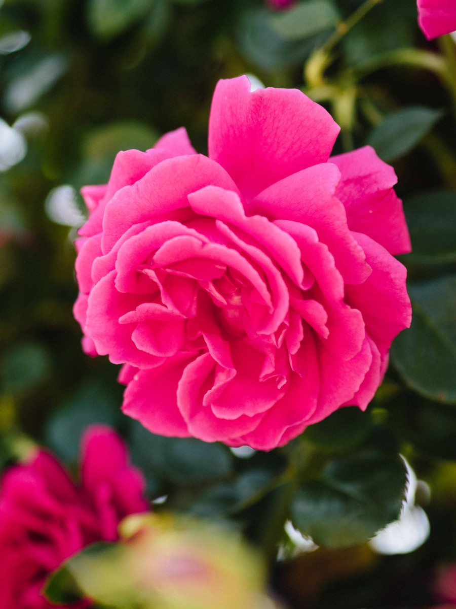 Hot Pink Rose at the Huntington Library | Carla Gabriel Garcia