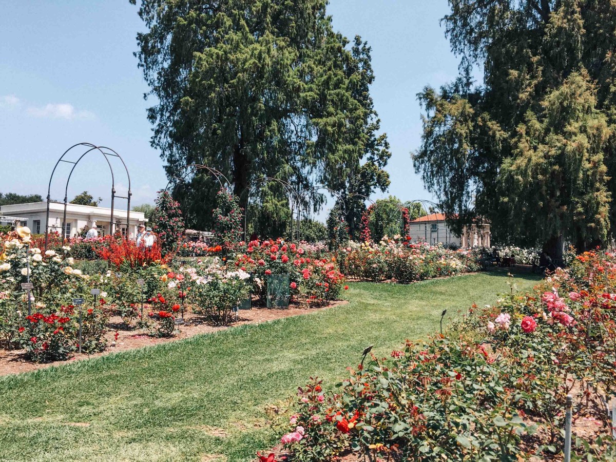 Huntington Gardens Rose Garden | Carla Gabriel Garcia