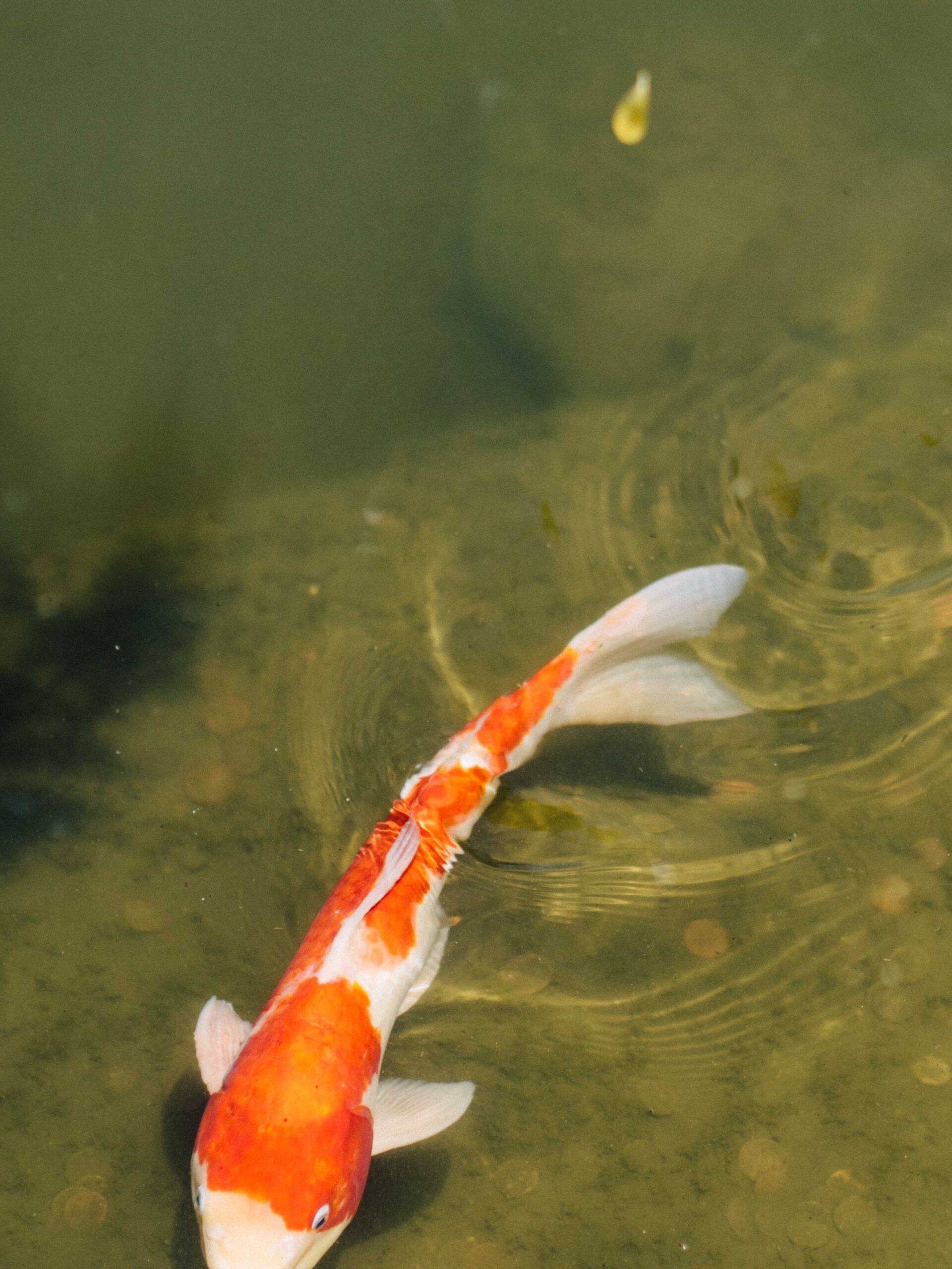 Koi | Japanese Garden | Huntington Library | Carla Gabriel Garcia