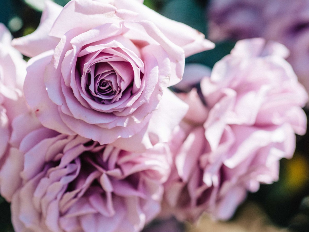 Lilac Roses at the Huntington Library Garden | Carla Gabriel Garcia