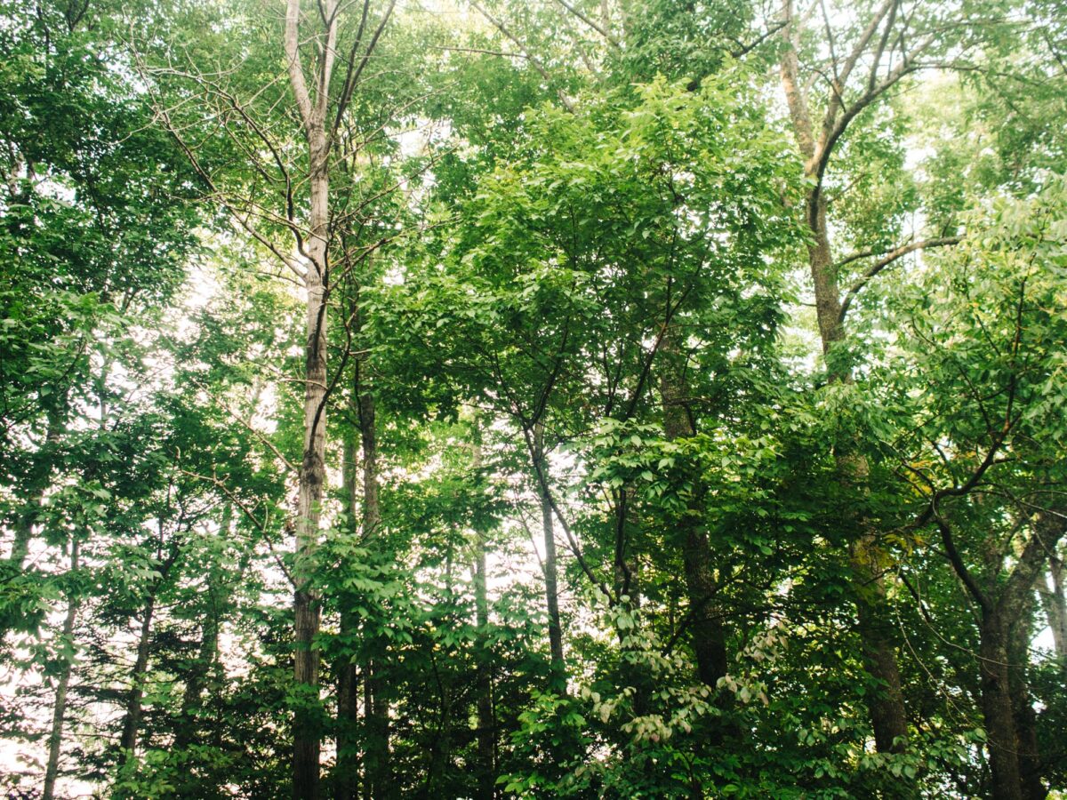 lush with trees | Maine | Photography by Carla Gabriel Garcia