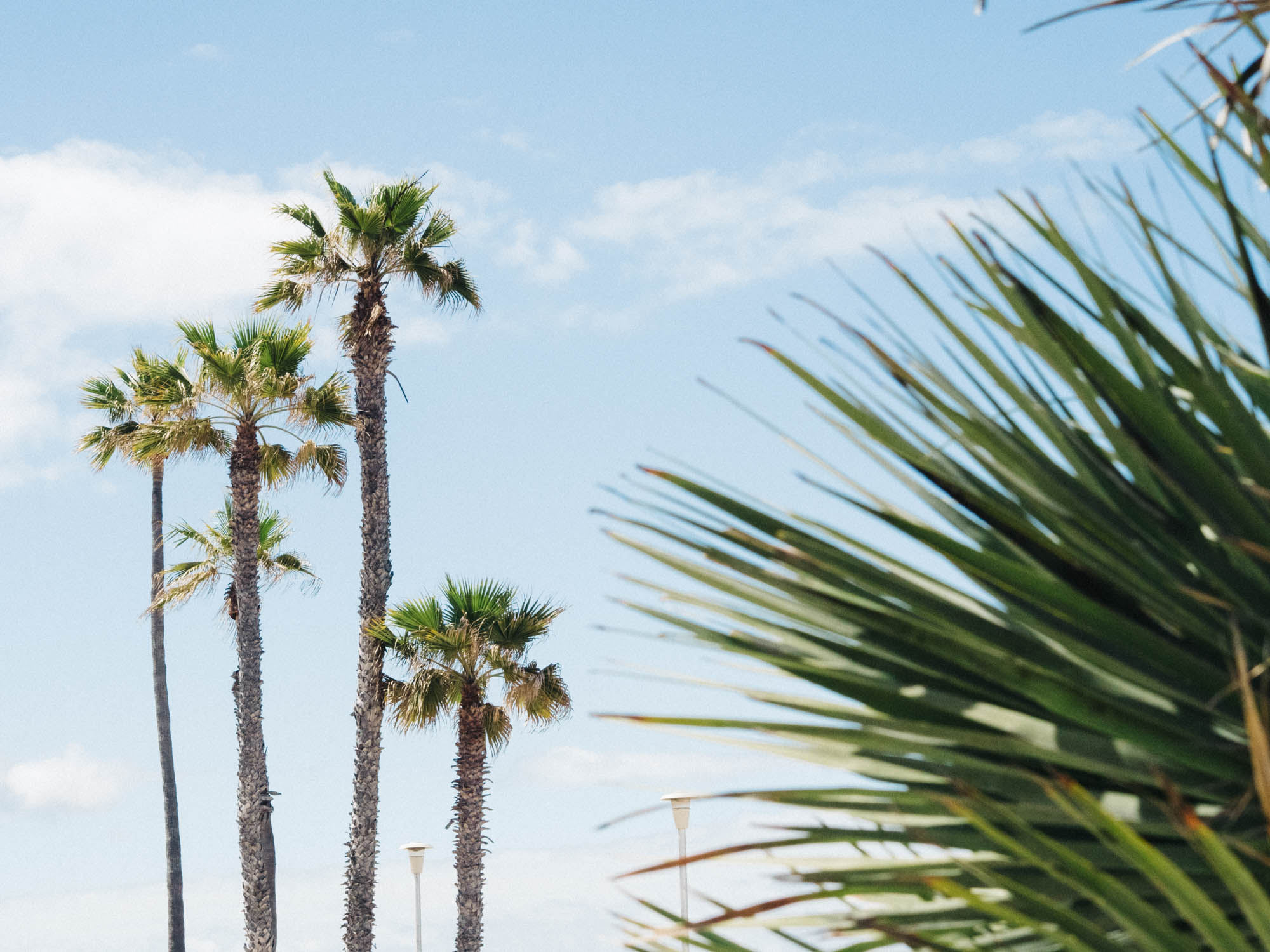 manhattan-beach-palm-trees-sky-palms-foreground-carlagabrielgarcia