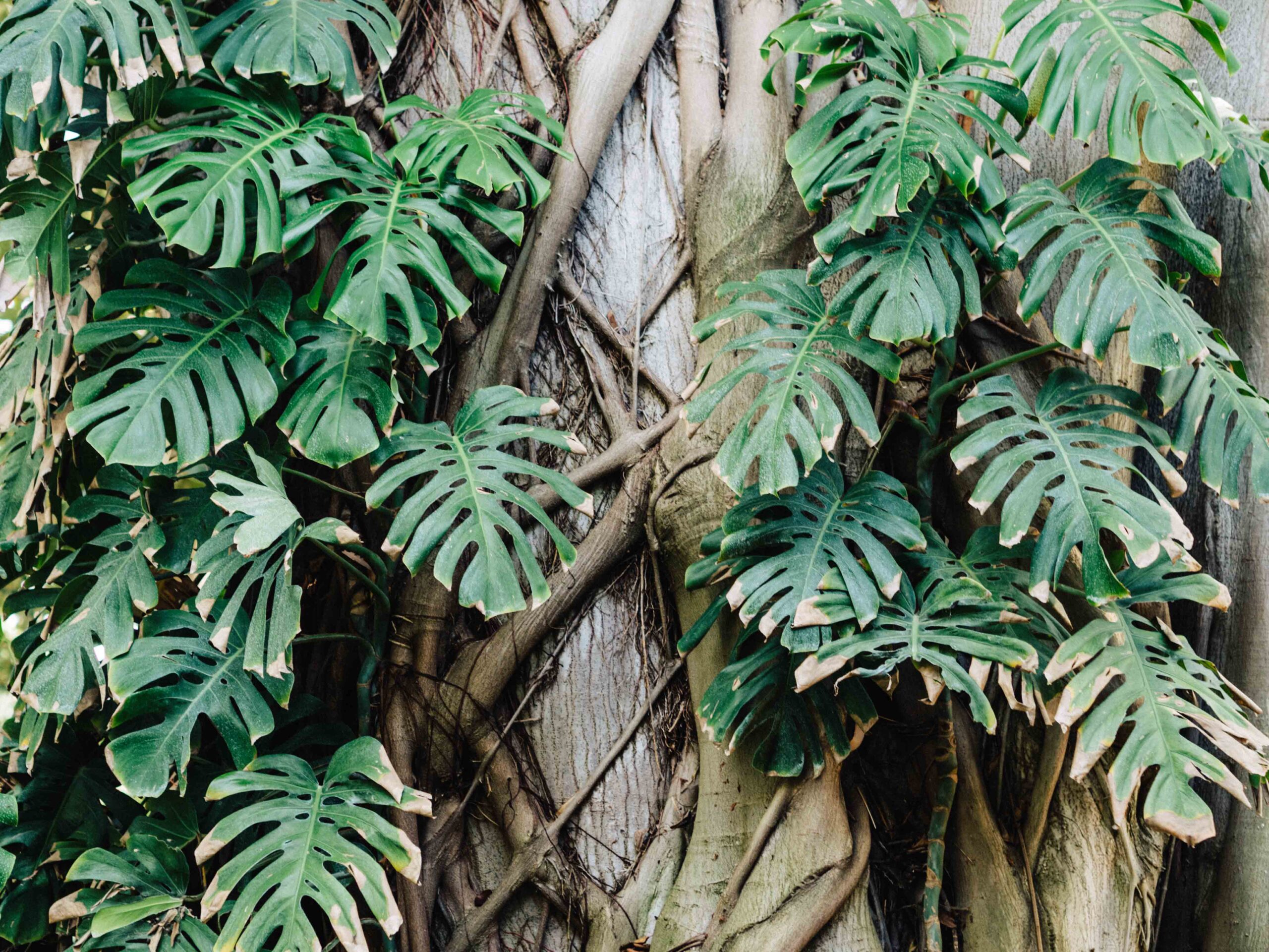 Monstera | Jungle Garden | Huntington Library | Carla Gabriel Garcia