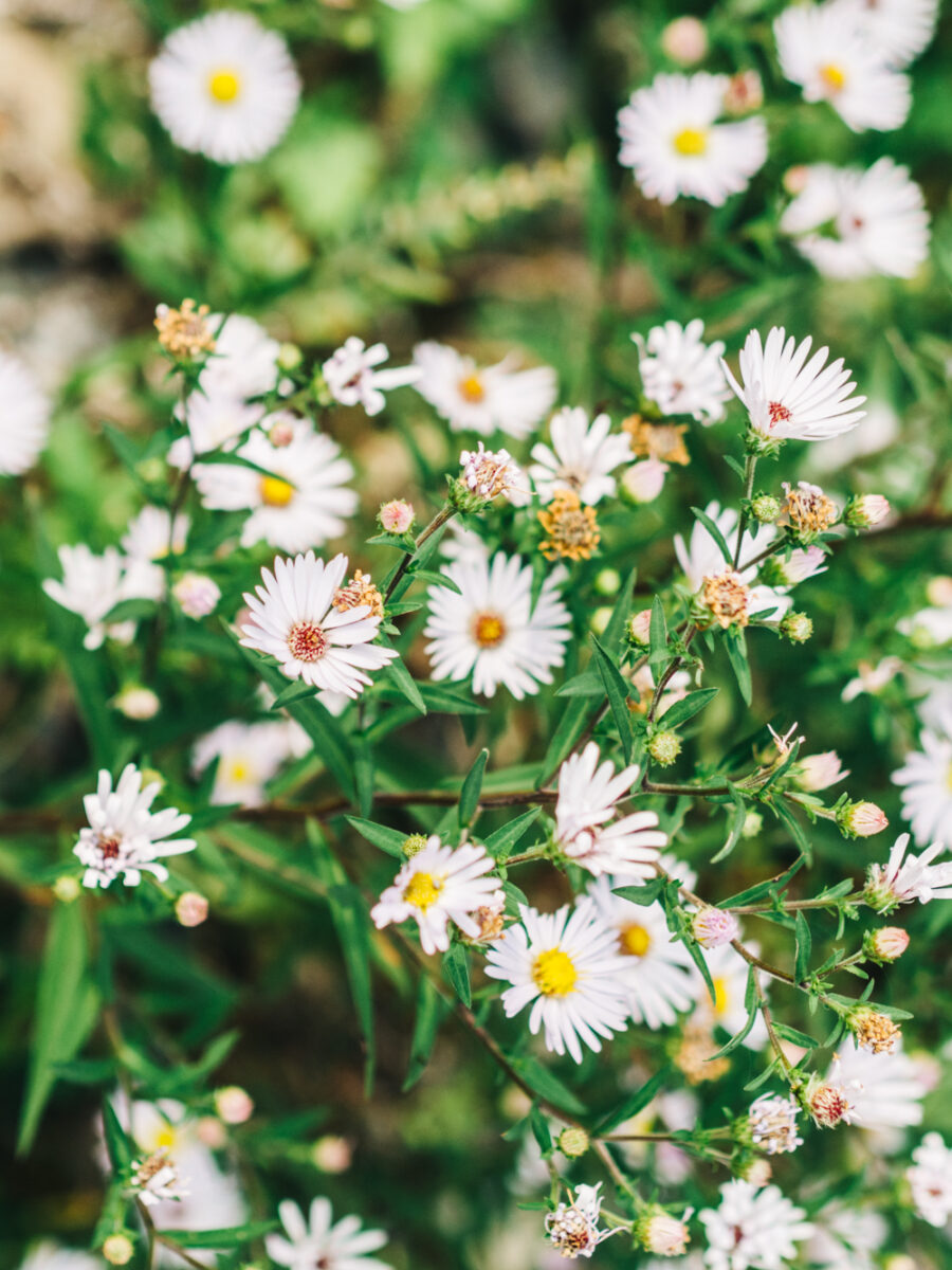 Murray Preserve wildflowers | Lincolnville, Maine | Photography by Carla Gabriel Garcia