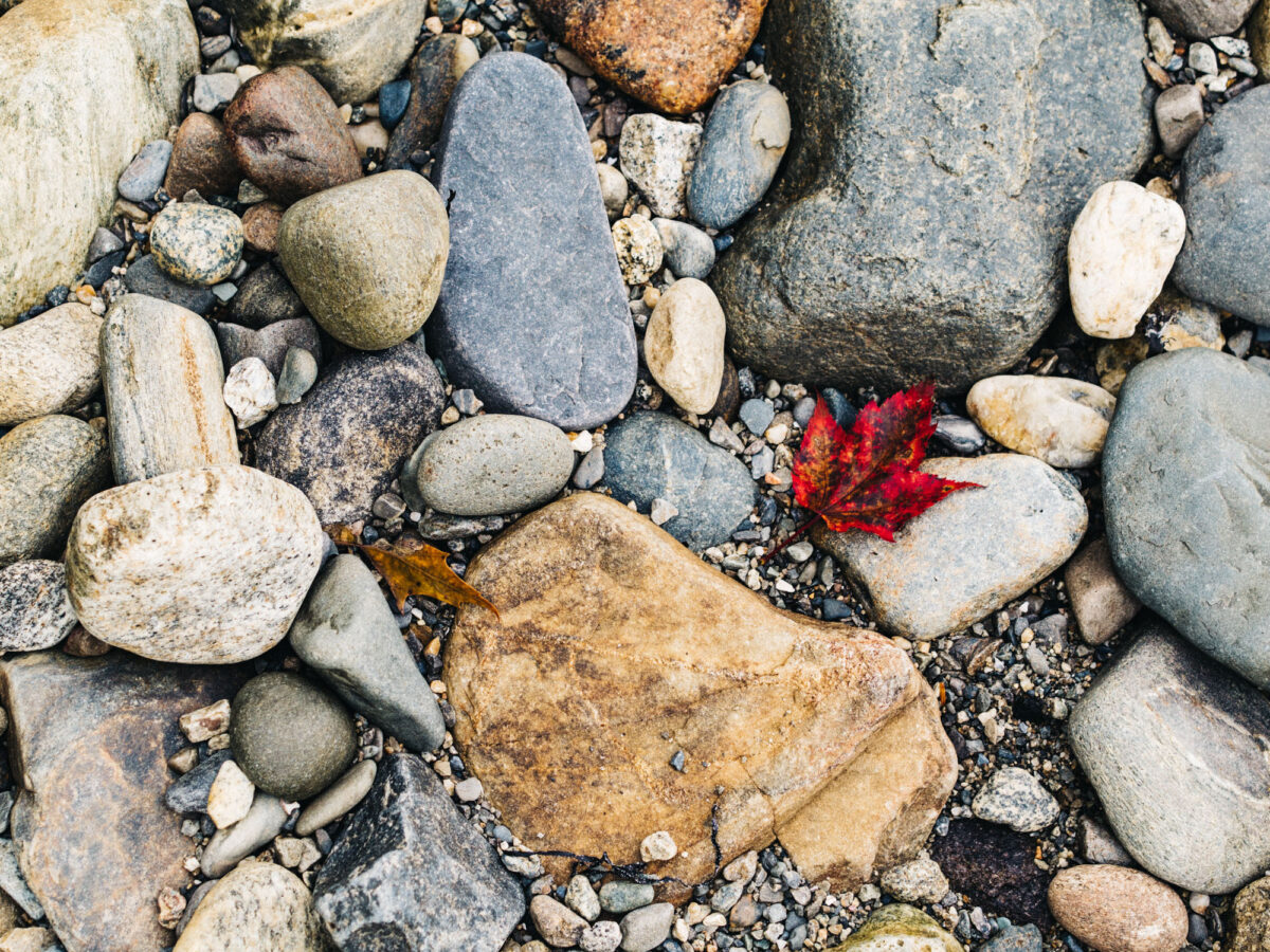 Murray Preserve red leaf among rocks | Lincolnville, Maine | Photography by Carla Gabriel Garcia