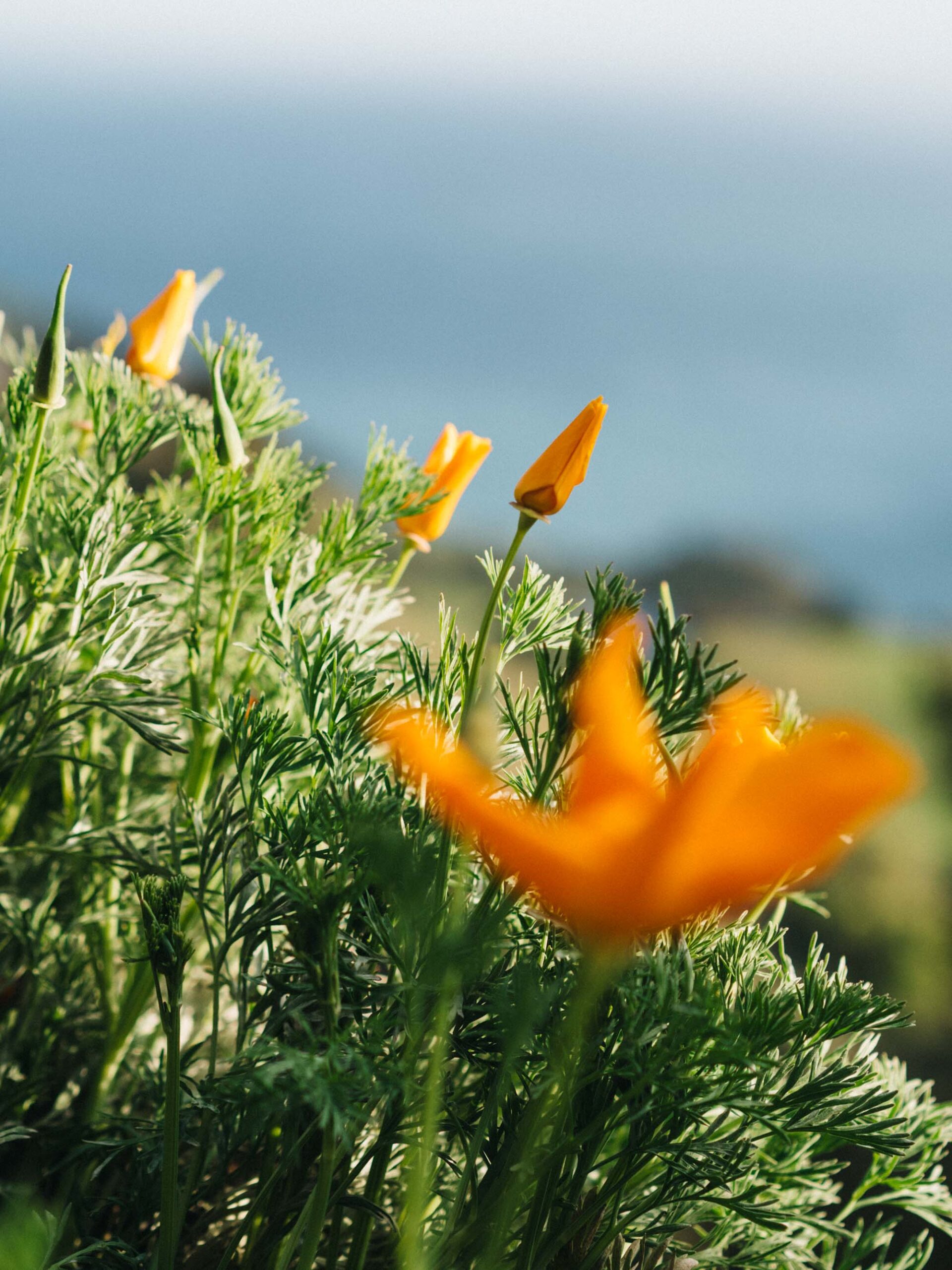 Pacific Coast Highway California Golden Poppies | Photography by Carla Gabriel Garcia