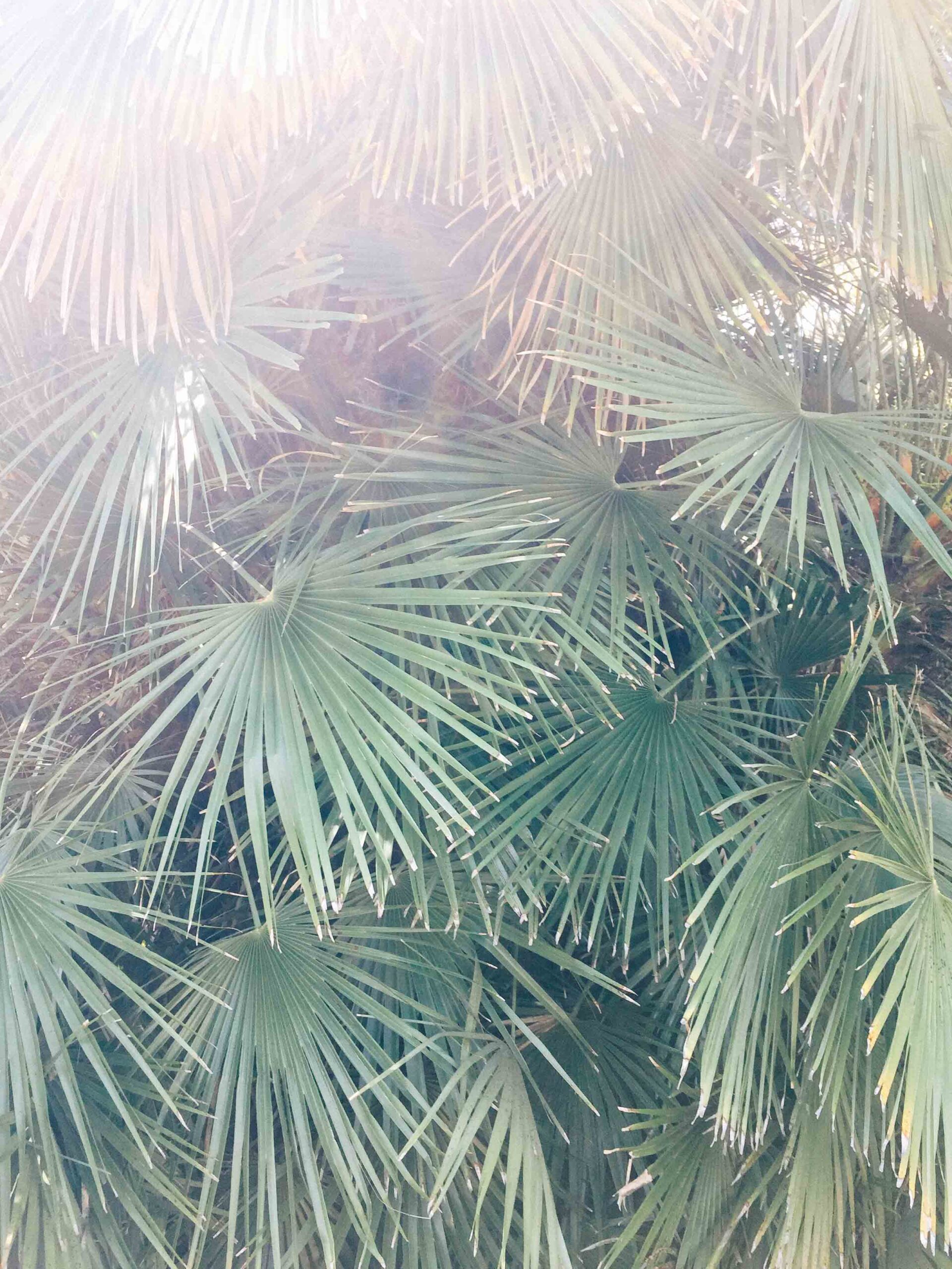 Palm Fronds | Palm Garden | Huntington Library | Carla Gabriel Garcia
