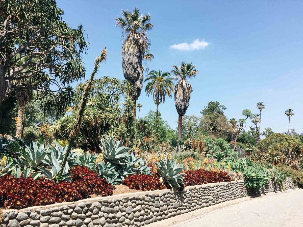 Palm Garden | Huntington Library | Carla Gabriel Garcia