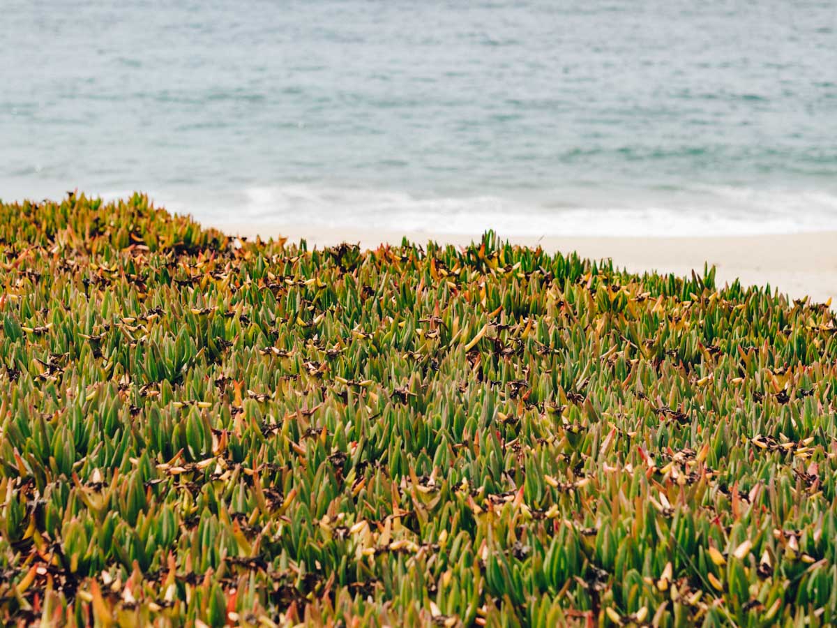 Plant Carpet | Francis Beach | Half Moon Bay, California | Carla Gabriel Garcia