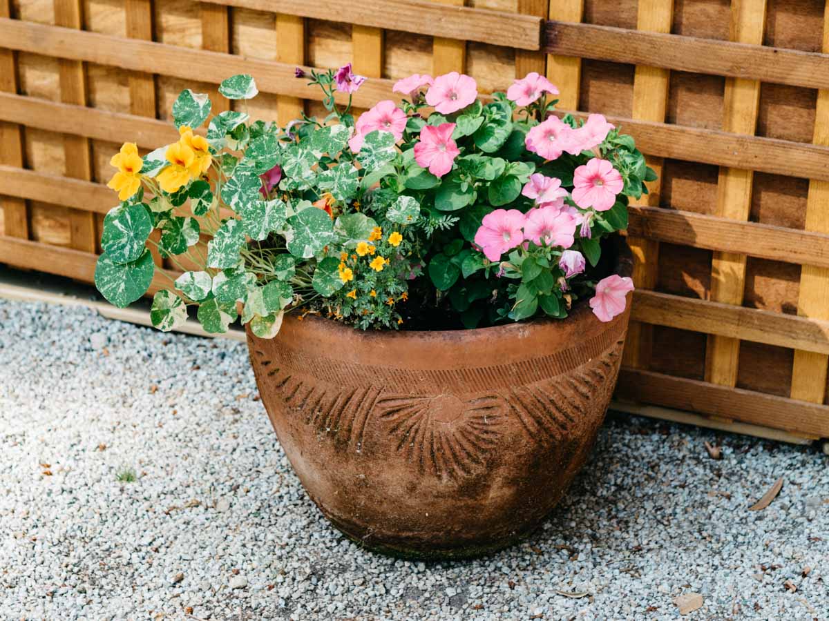 Potted flowers at the cabin | Ben Lomond, California | Carla Gabriel Garcia