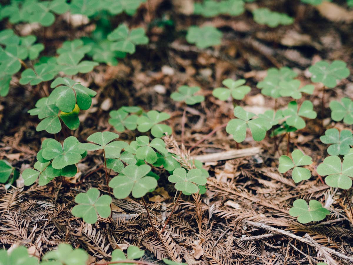 Henry Cowell State Park | Carla Gabriel Garcia