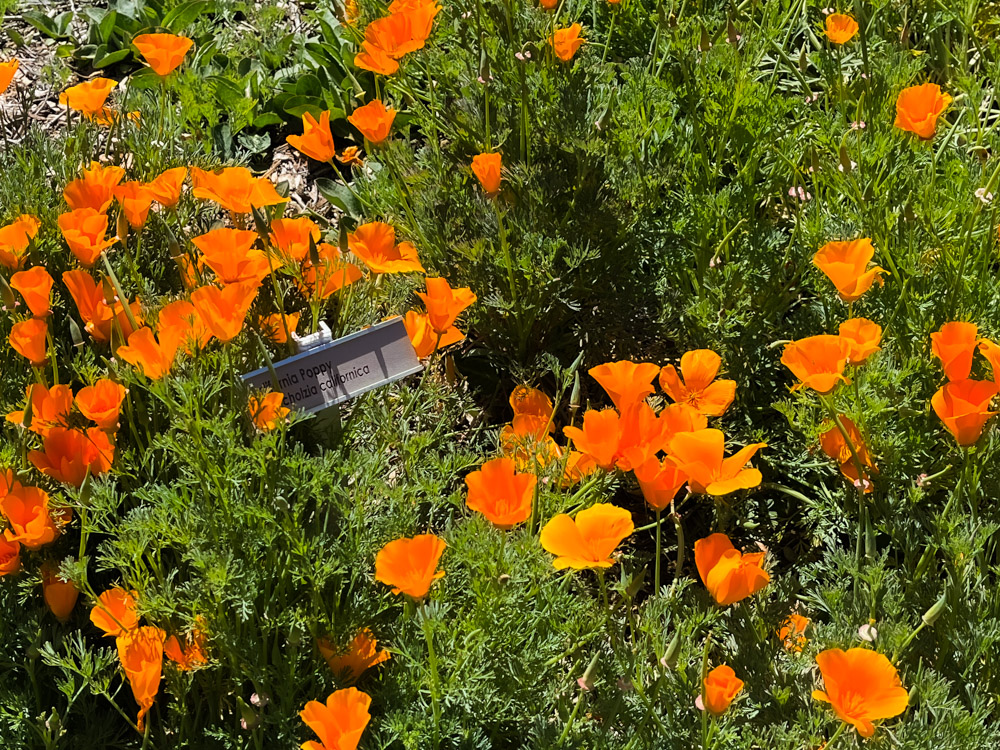 Santa Barbara Botanic Garden | Travel Photography by Carla Gabriel Garcia