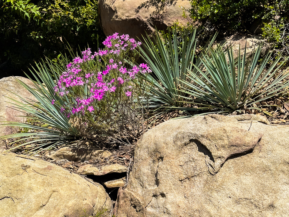 Santa Barbara Botanic Garden | Travel Photography by Carla Gabriel Garcia