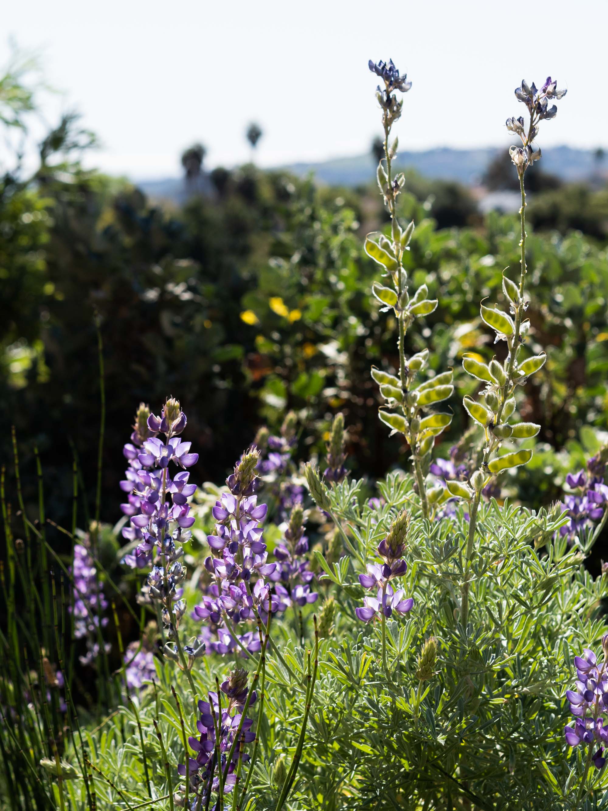 Arroyo Lupine at the Santa Barbara Botanic Garden | Photography by Carla Gabriel Garcia