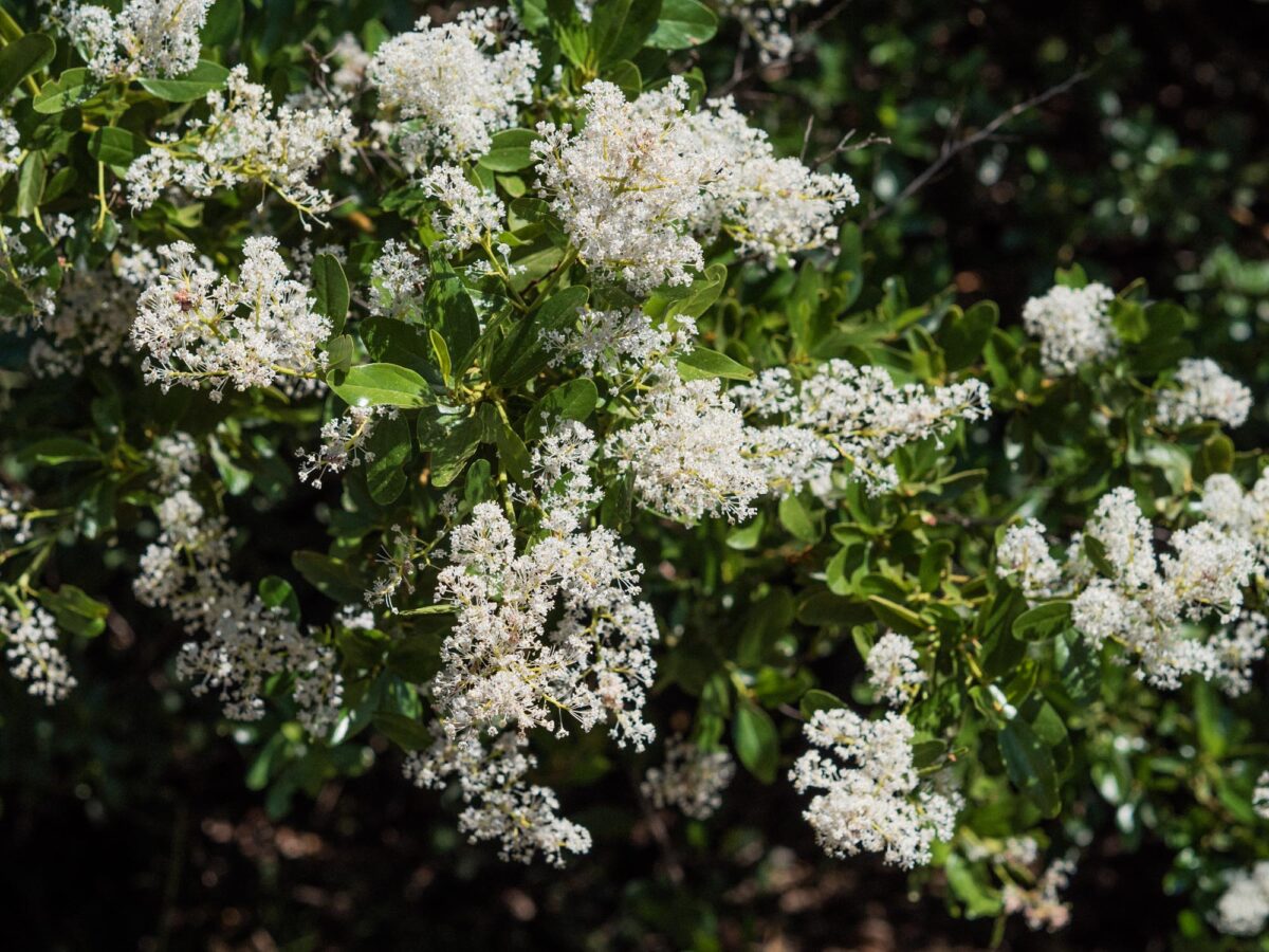 White Flowering Trees at the Santa Barbara Botanic Garden | Travel Photography by Carla Gabriel Garcia