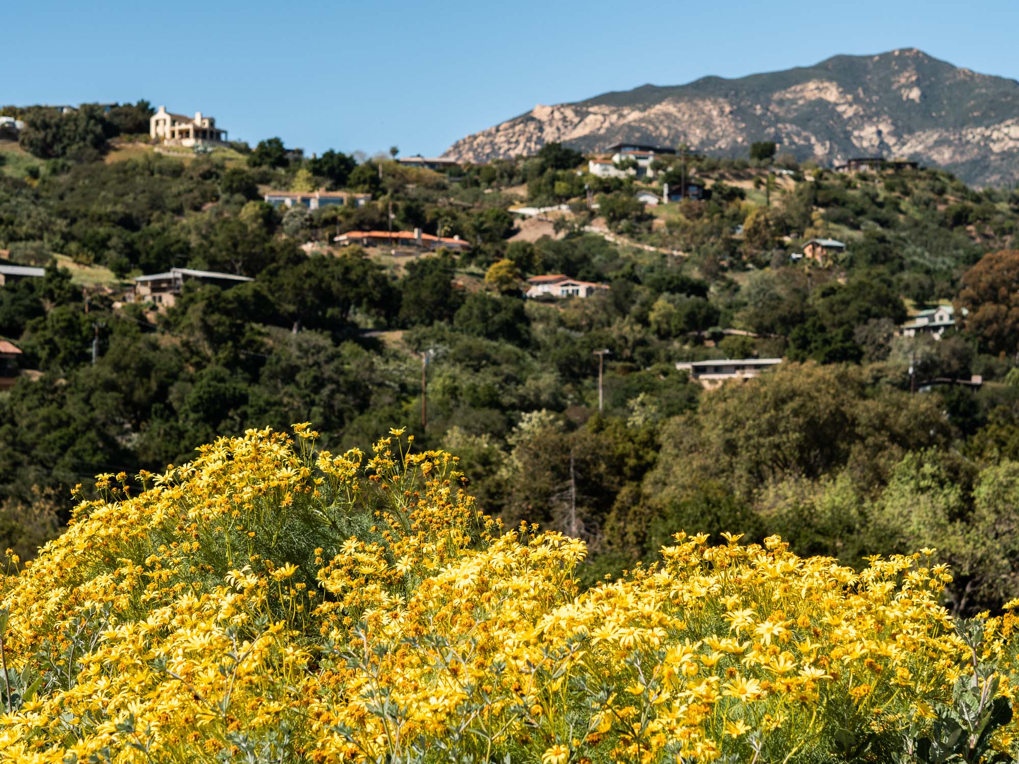 Santa Barbara Botanic Garden | Travel Photography by Carla Gabriel Garcia