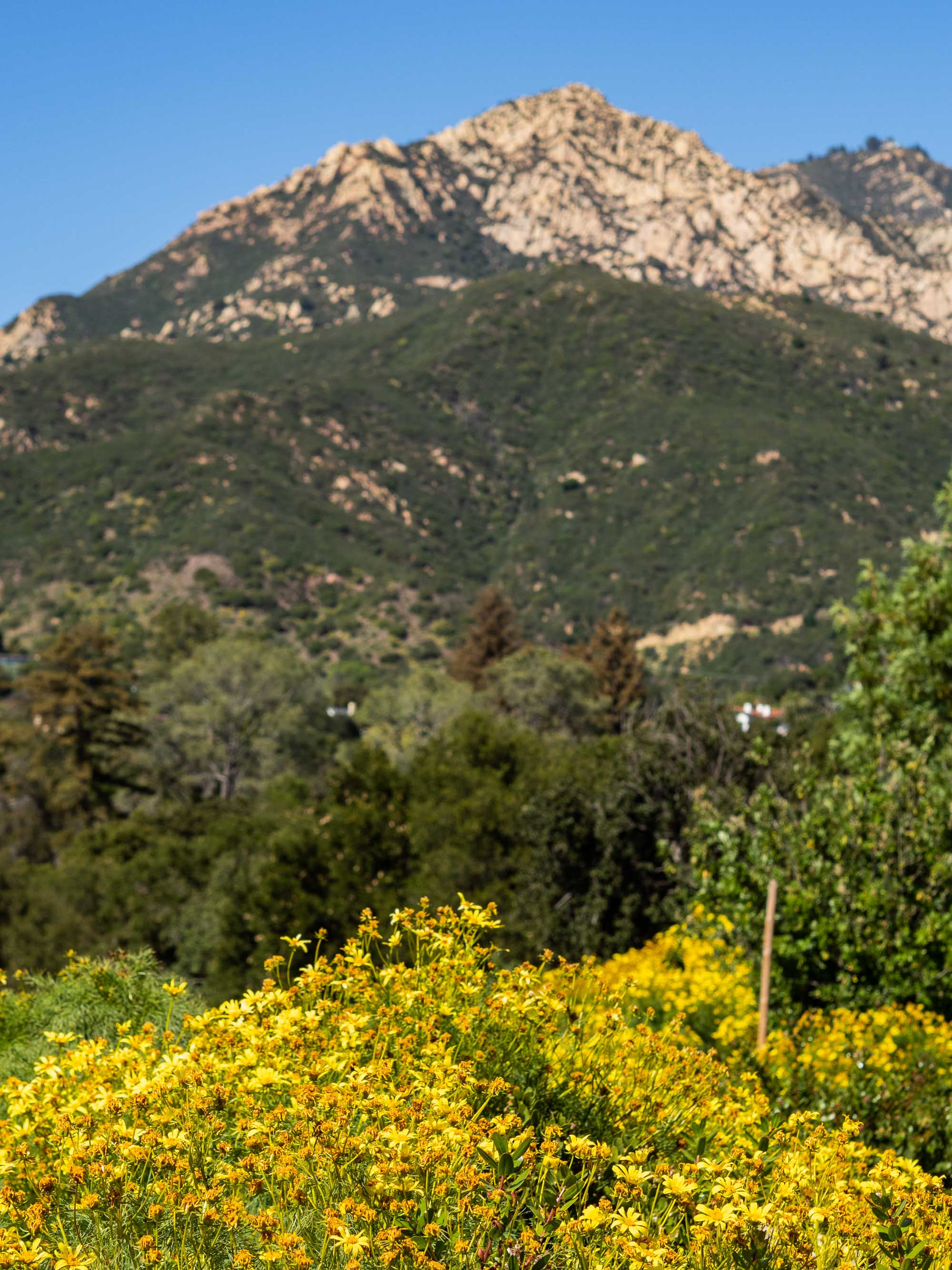 Santa Barbara Botanic Garden | Travel Photography by Carla Gabriel Garcia