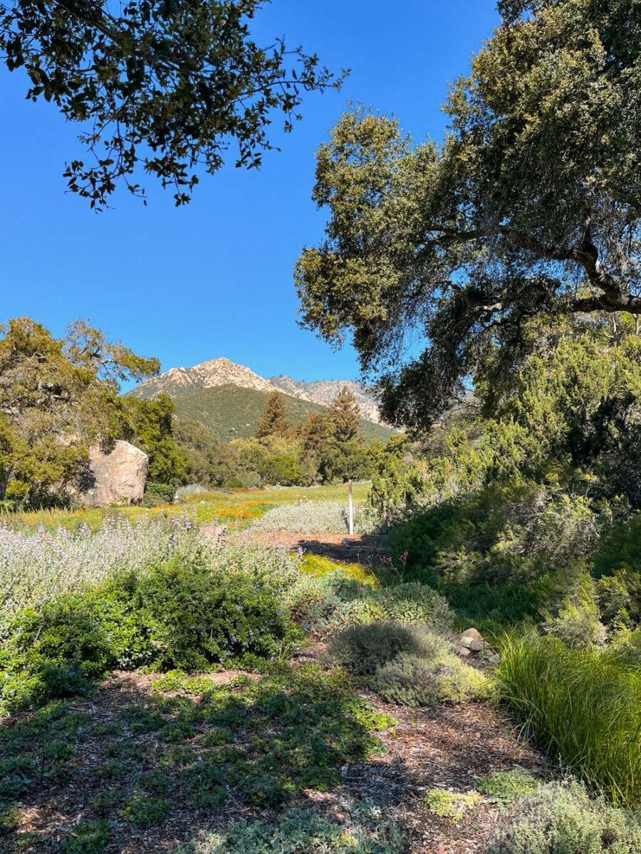 Santa Barbara Botanic Garden | Travel Photography by Carla Gabriel Garcia