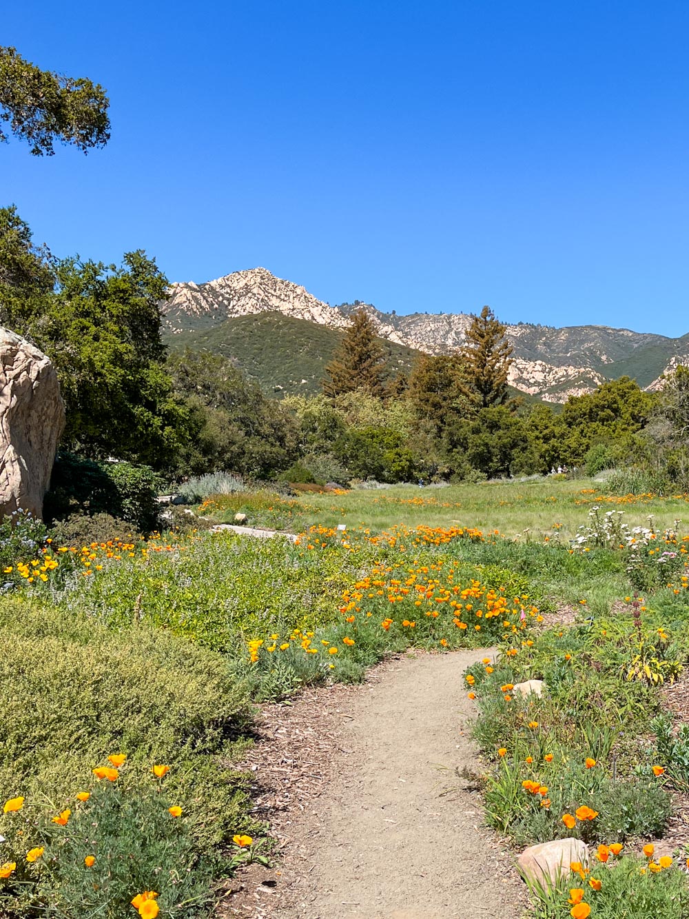 Santa Barbara Botanic Garden | Travel Photography by Carla Gabriel Garcia