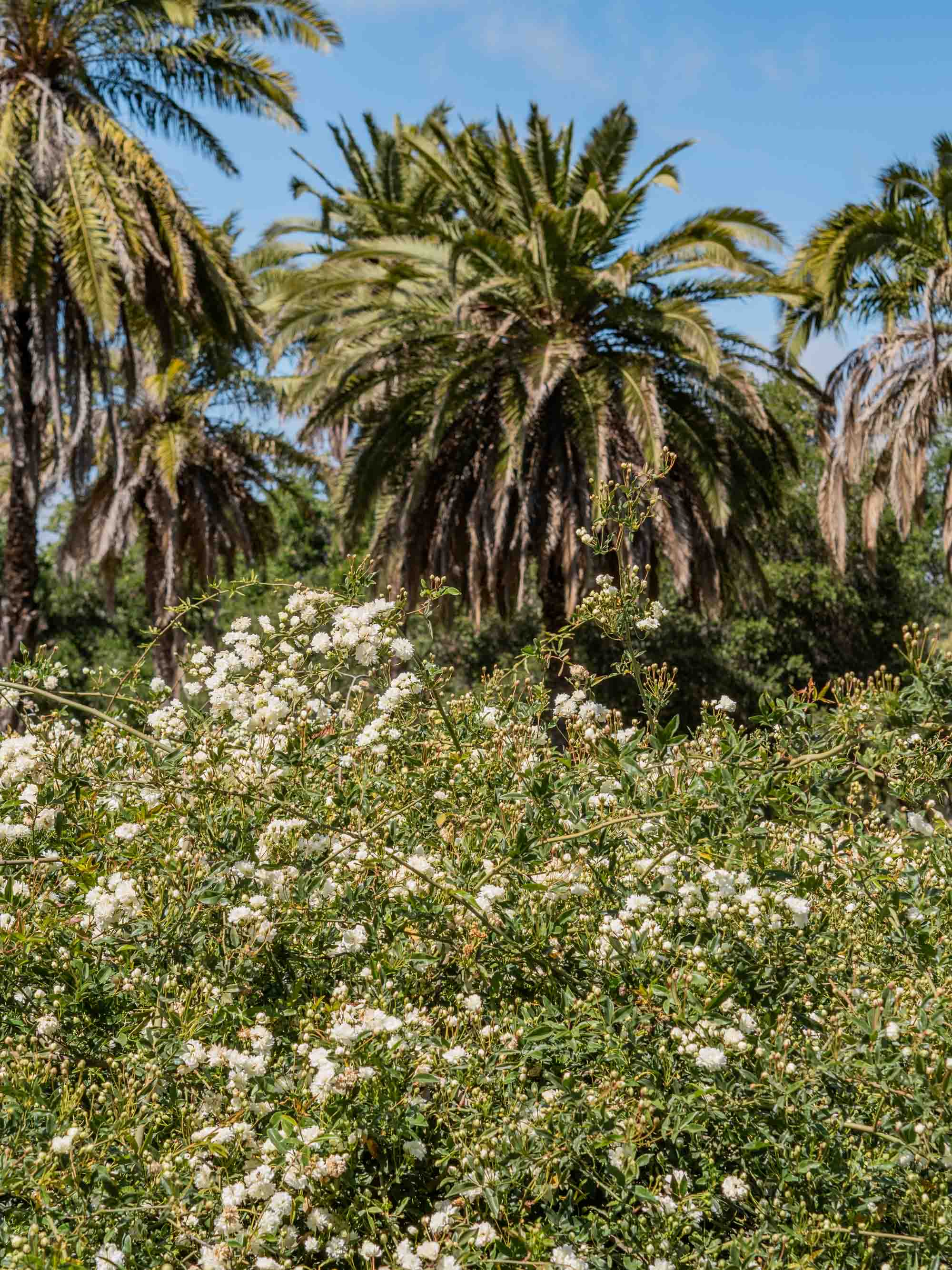 Santa Barbara Mission Rose Garden | Photography by Carla Gabriel Garcia