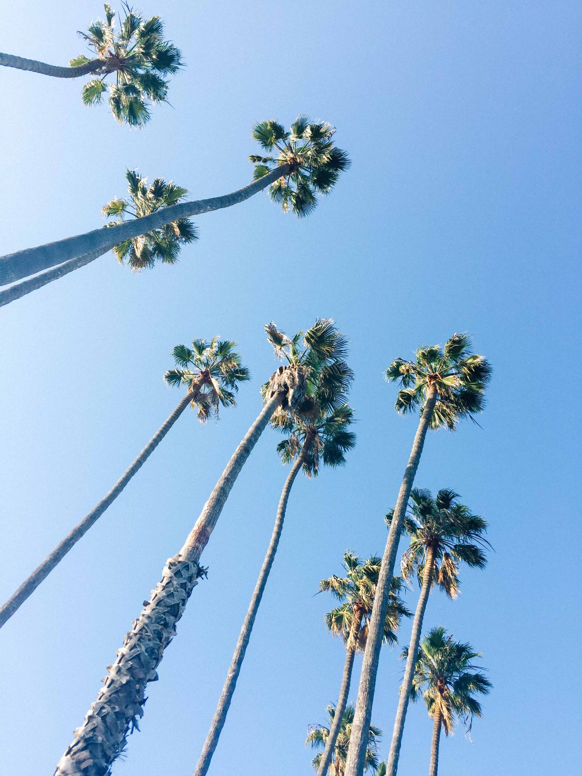 Santa Barbara Palm Trees and Blue Sky | Carla Gabriel Garcia