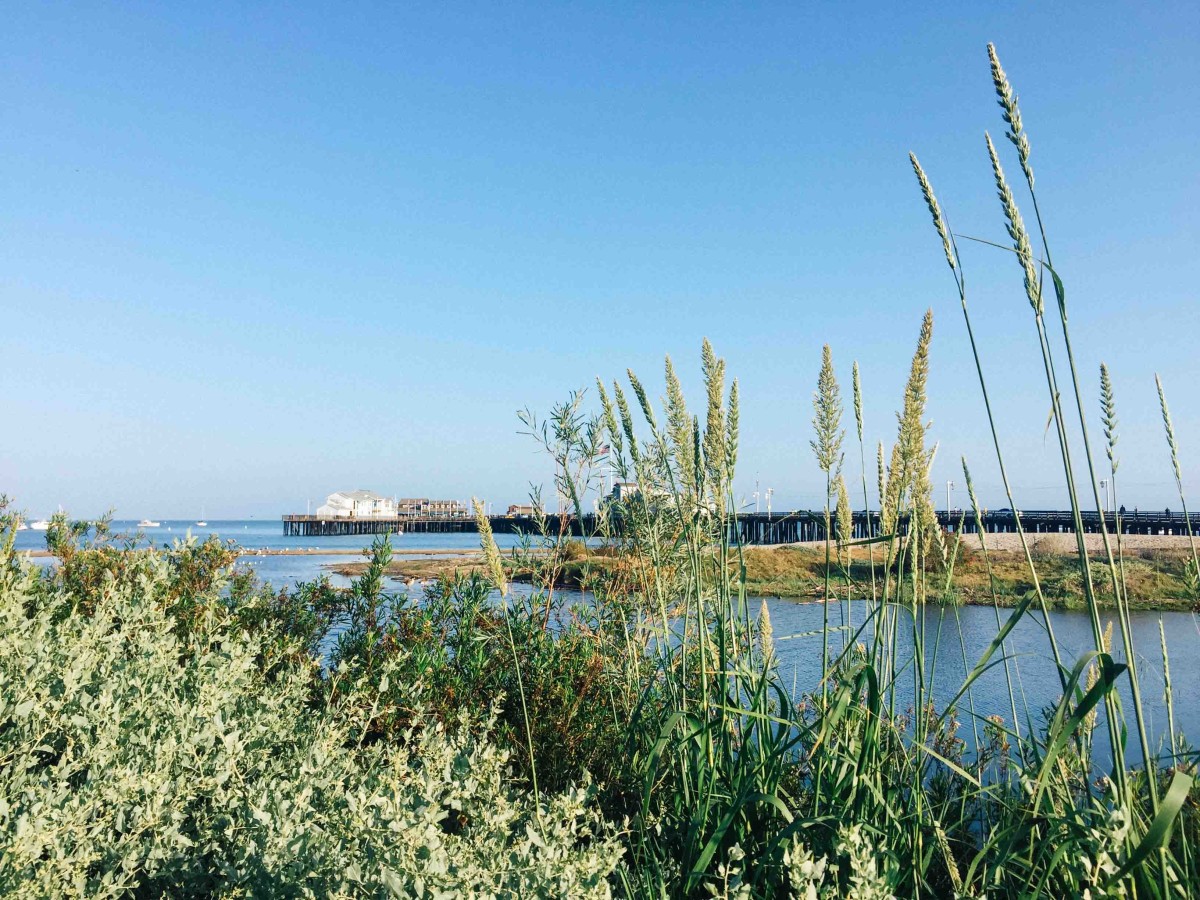 Reeds by the Beach | Santa Barbara, California | Carla Gabriel Garcia