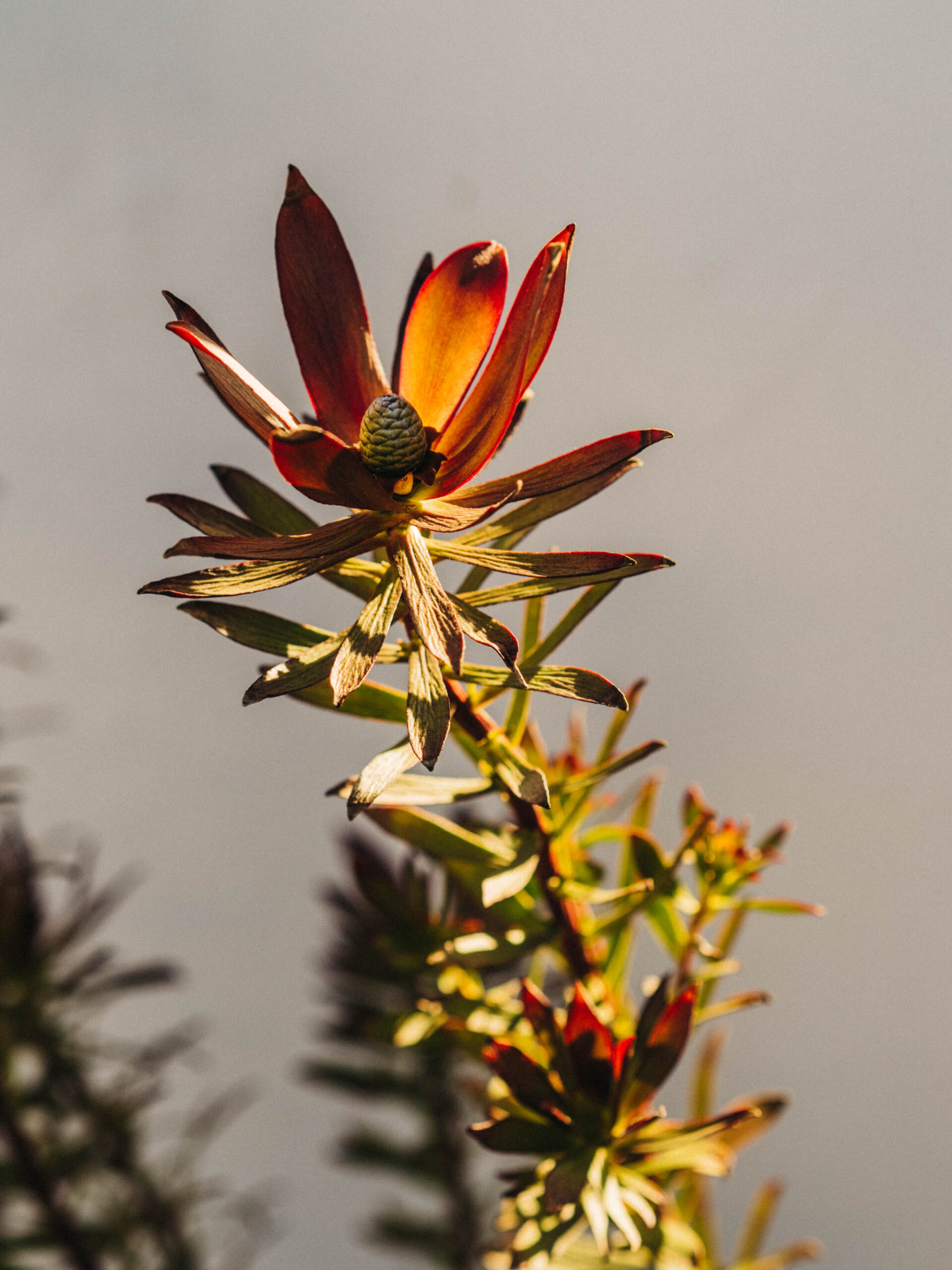 Downtown Santa Barbara succulent | Travel Photography by Carla Gabriel Garcia