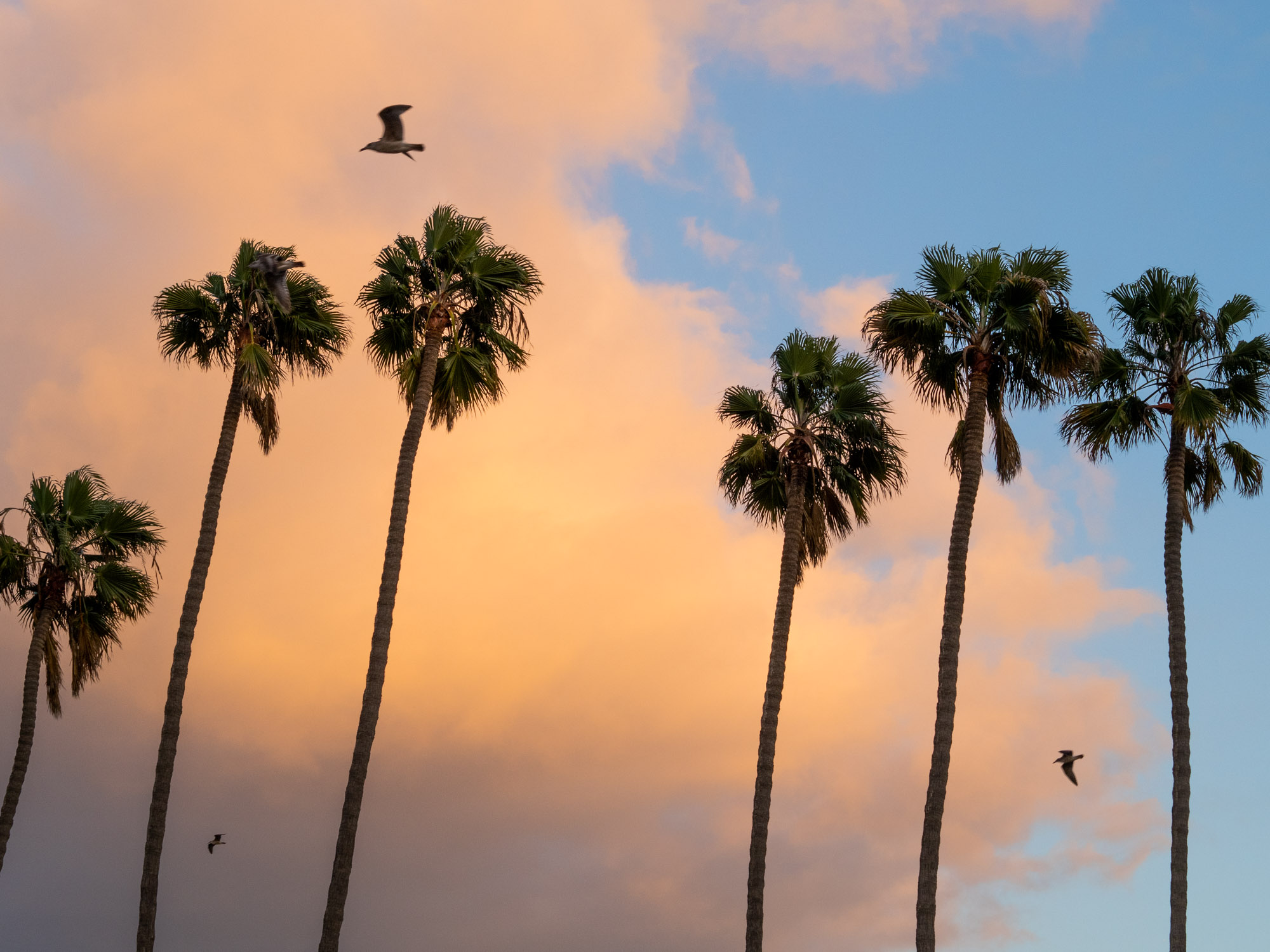 Santa Barbara Sunset Sky with Palms and Birds | Travel Photography by Carla Gabriel Garcia