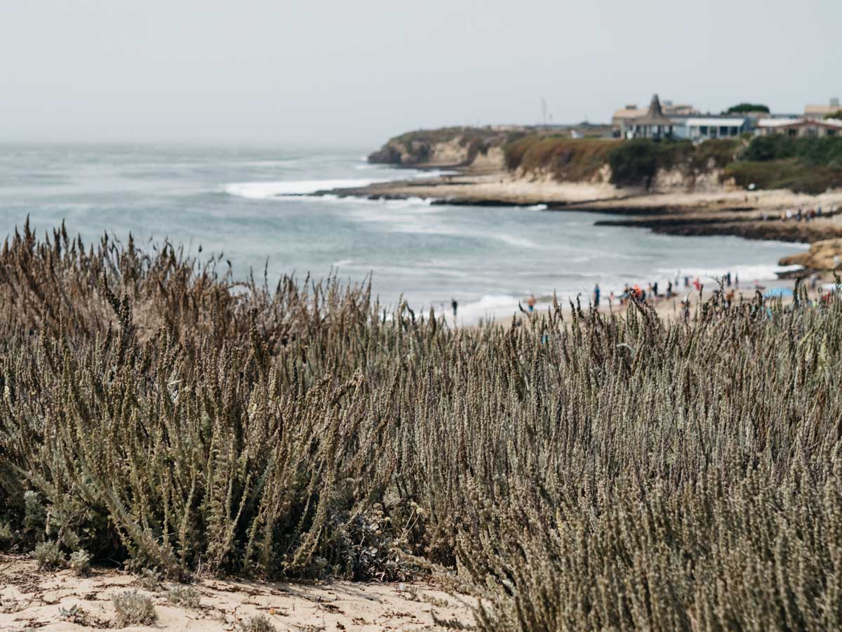 Sea hedge | Natural Bridges State Beach | Santa Cruz, California | Carla Gabriel Garcia