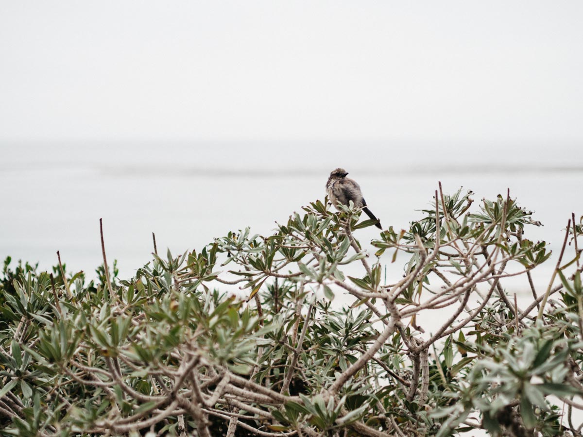 Seaside Bird | Carmel Beach, California | Carla Gabriel Garcia