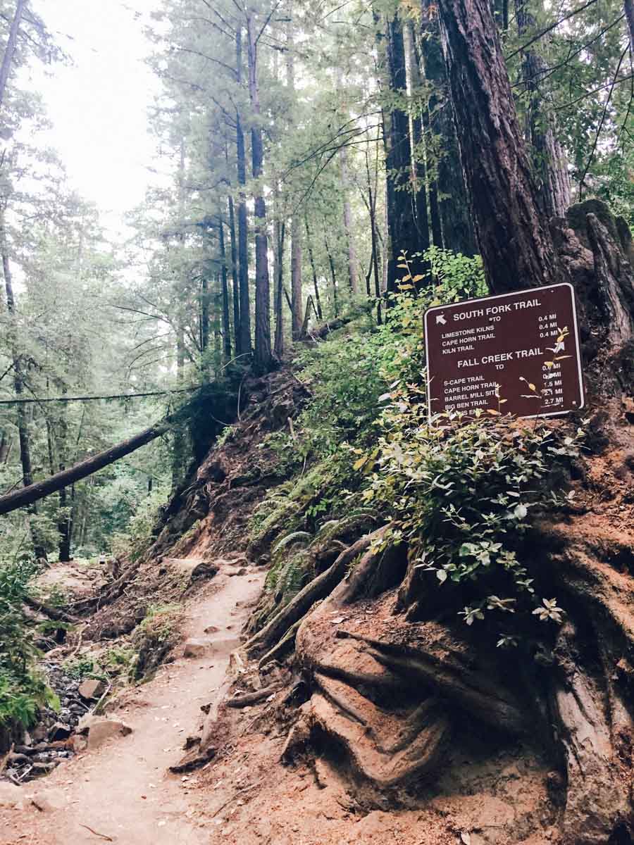 Henry Cowell State Park | Carla Gabriel Garcia