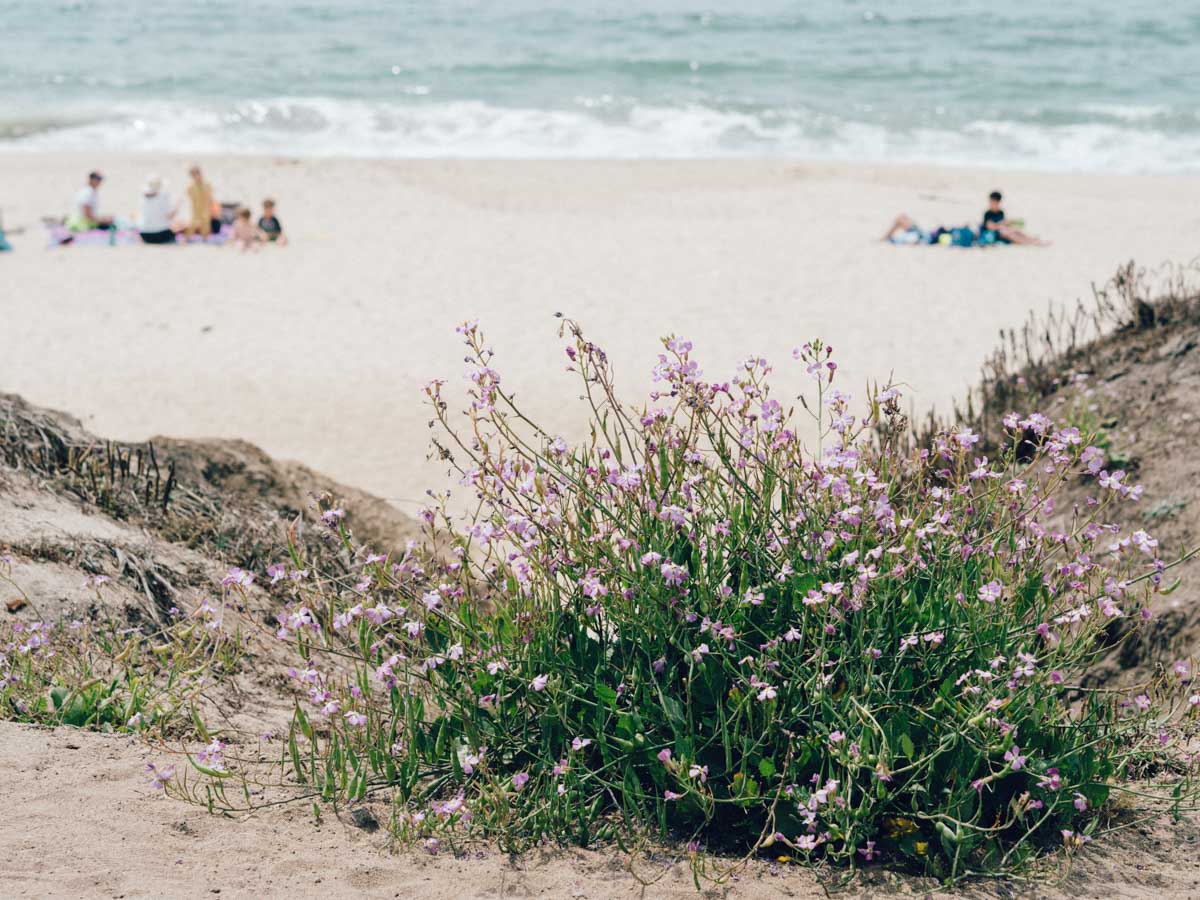 Surf and Florals | Francis Beach | Half Moon Bay, California | Carla Gabriel Garcia