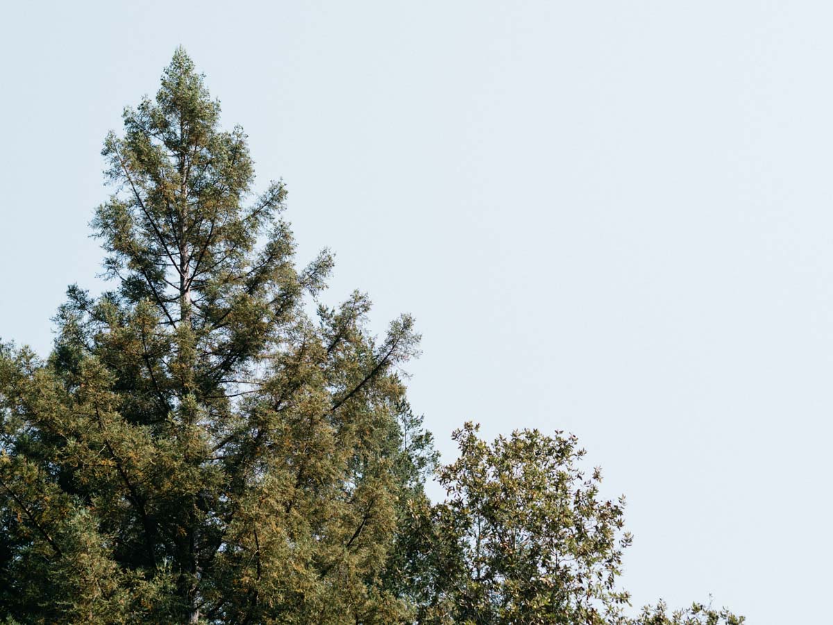Treetops at the cabin | Ben Lomond, California | Carla Gabriel Garcia