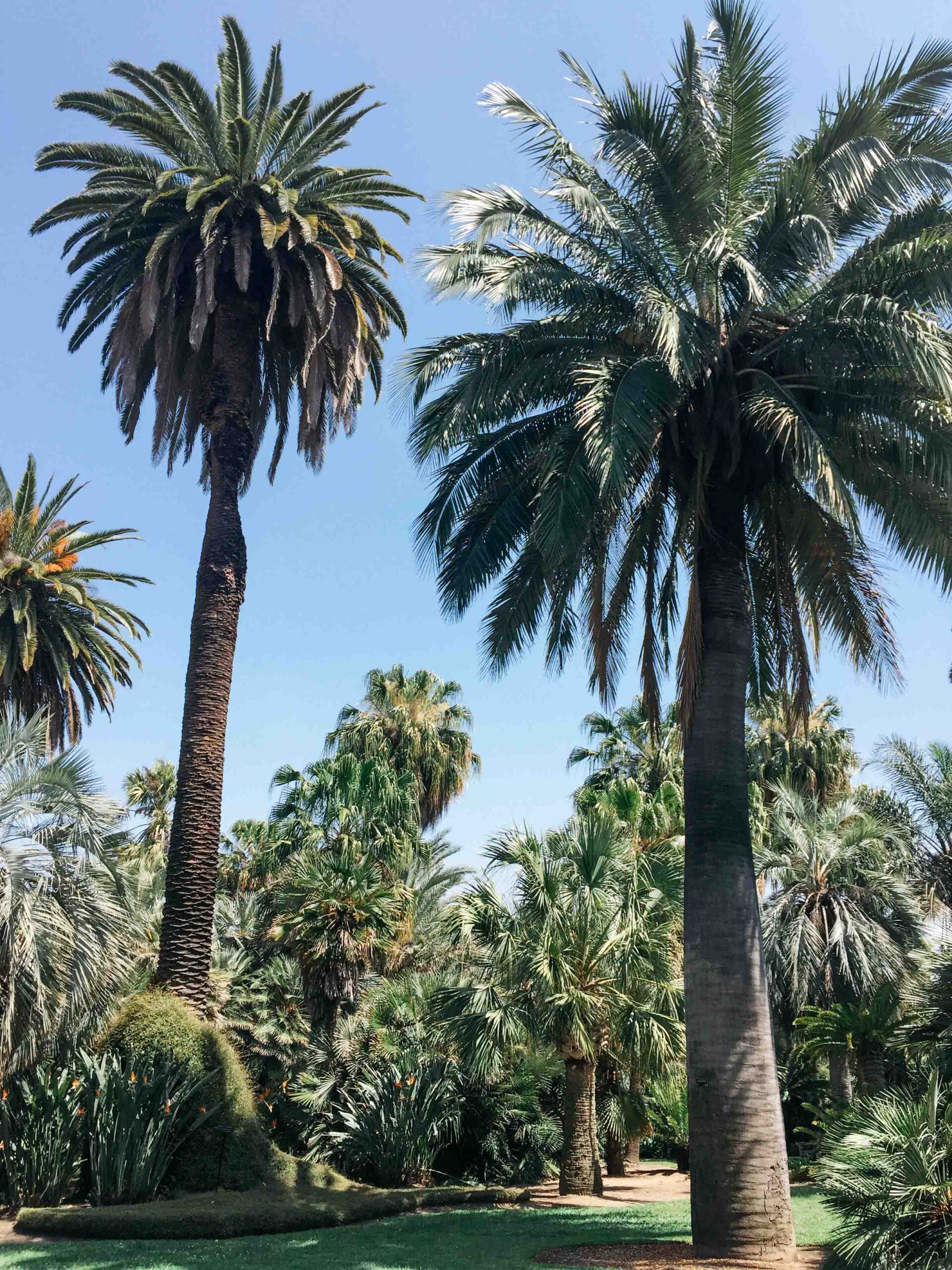 Palm Garden | Huntington Library | Carla Gabriel Garcia
