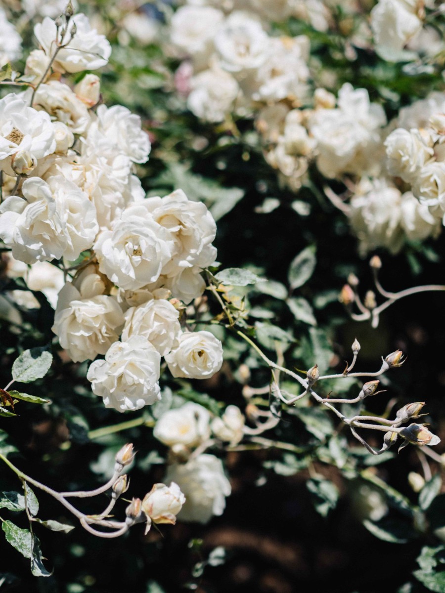 White Spray Roses at the Huntington Library | Carla Gabriel Garcia