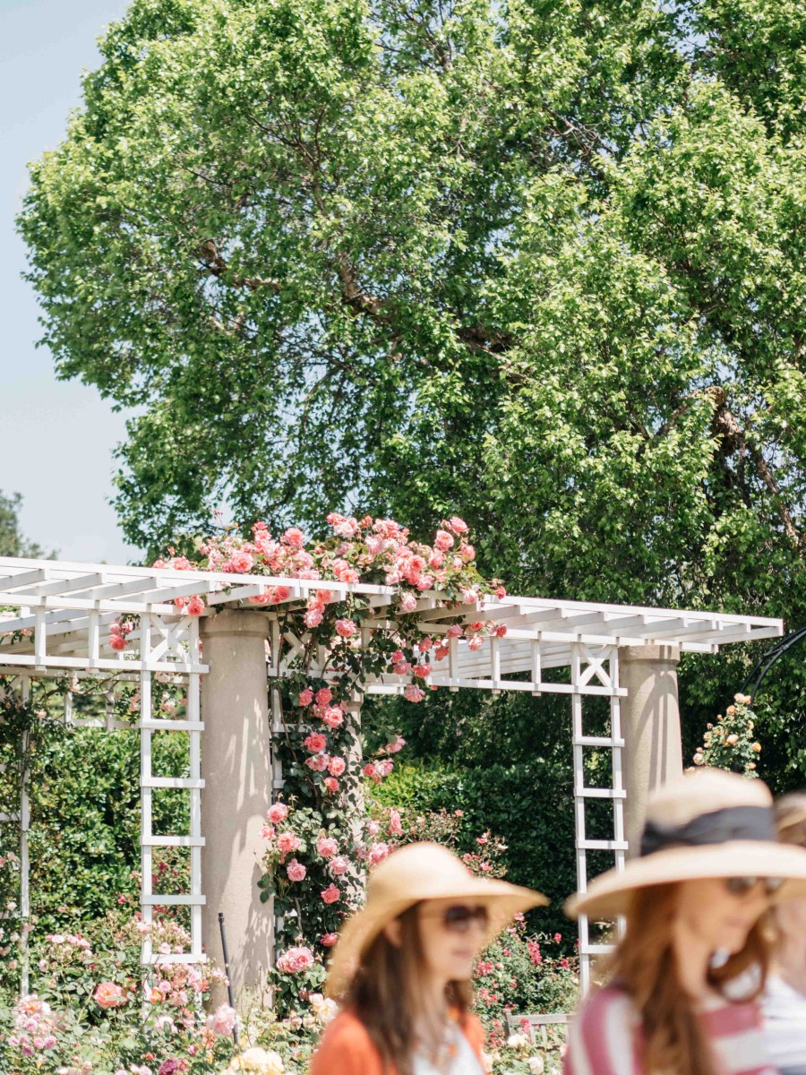 White Trellis at Rose Garden at the Huntington Library | Carla Gabriel Garcia